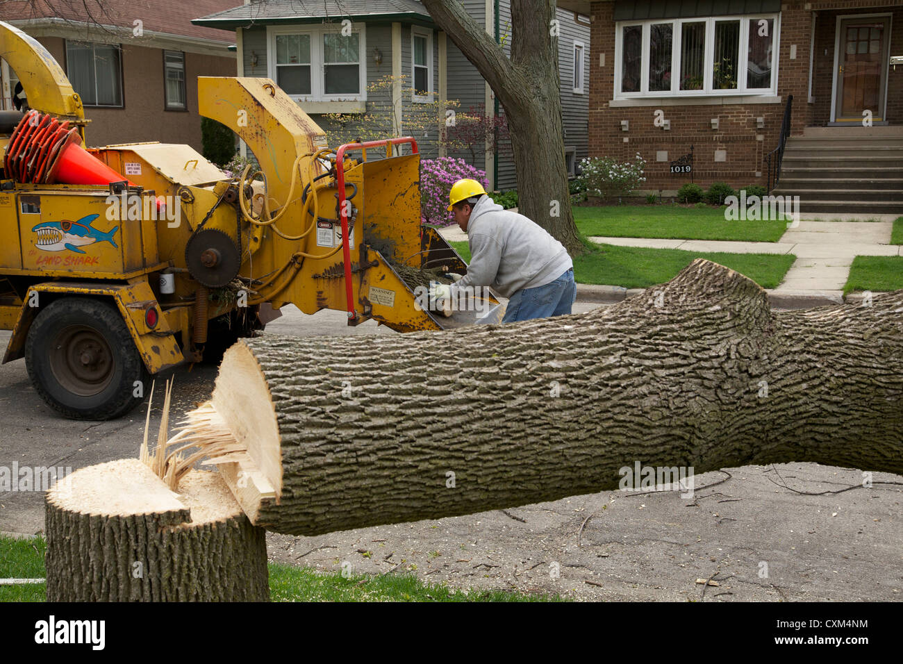 Retirer les travailleurs un frêne blanc tué par l'infestation de l'agrile du frêne. Oak Park, Illinois. Banque D'Images