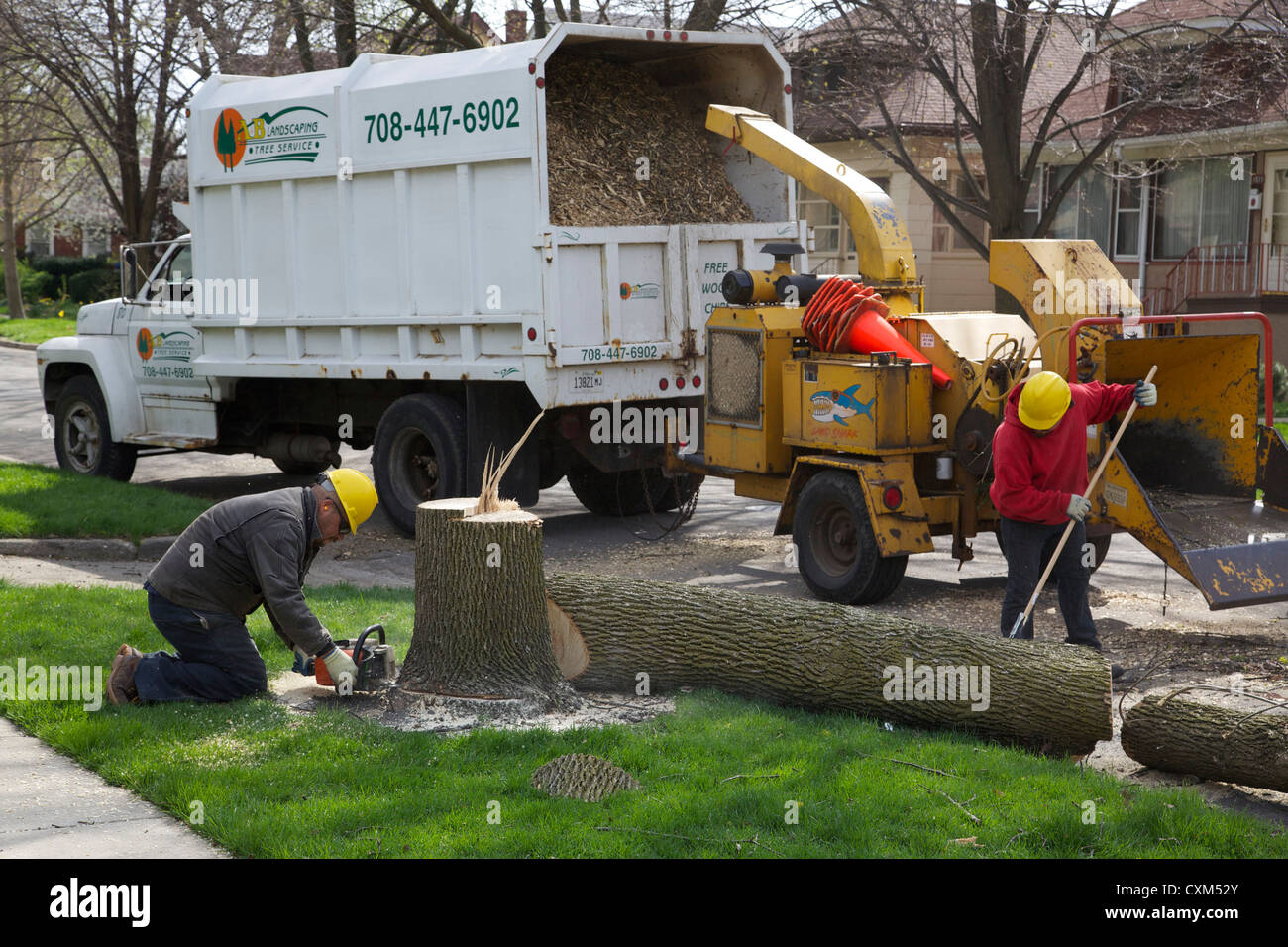 Retirer les travailleurs un frêne blanc tué par l'infestation de l'agrile du frêne. Oak Park, Illinois. Banque D'Images