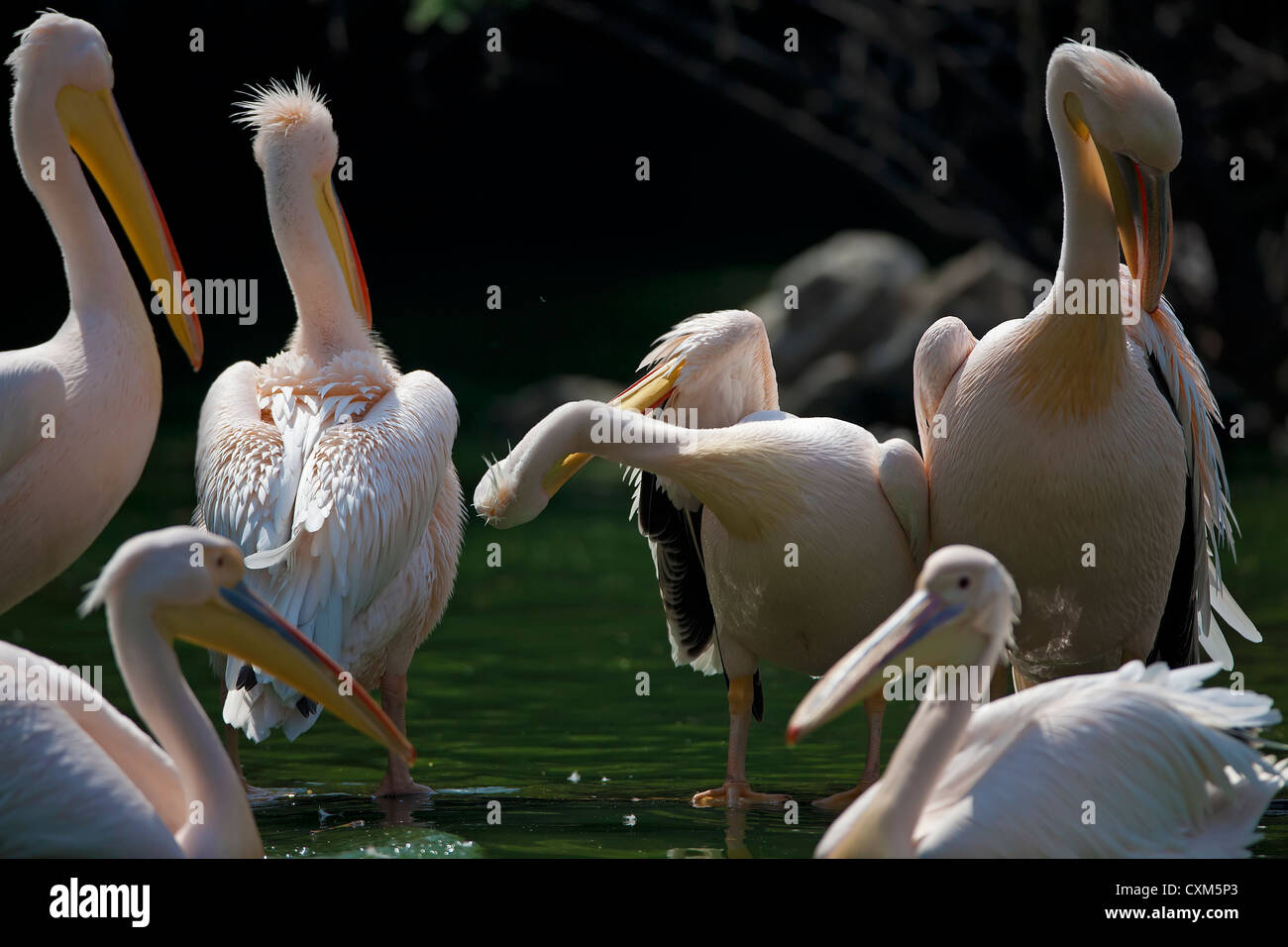 'Rosy',Pelican Pelican,Rose,Pelicanus,Oncrotalus,Pelecaniformes Pelecanidae, faune,Avis,Inde,oiseaux, Banque D'Images