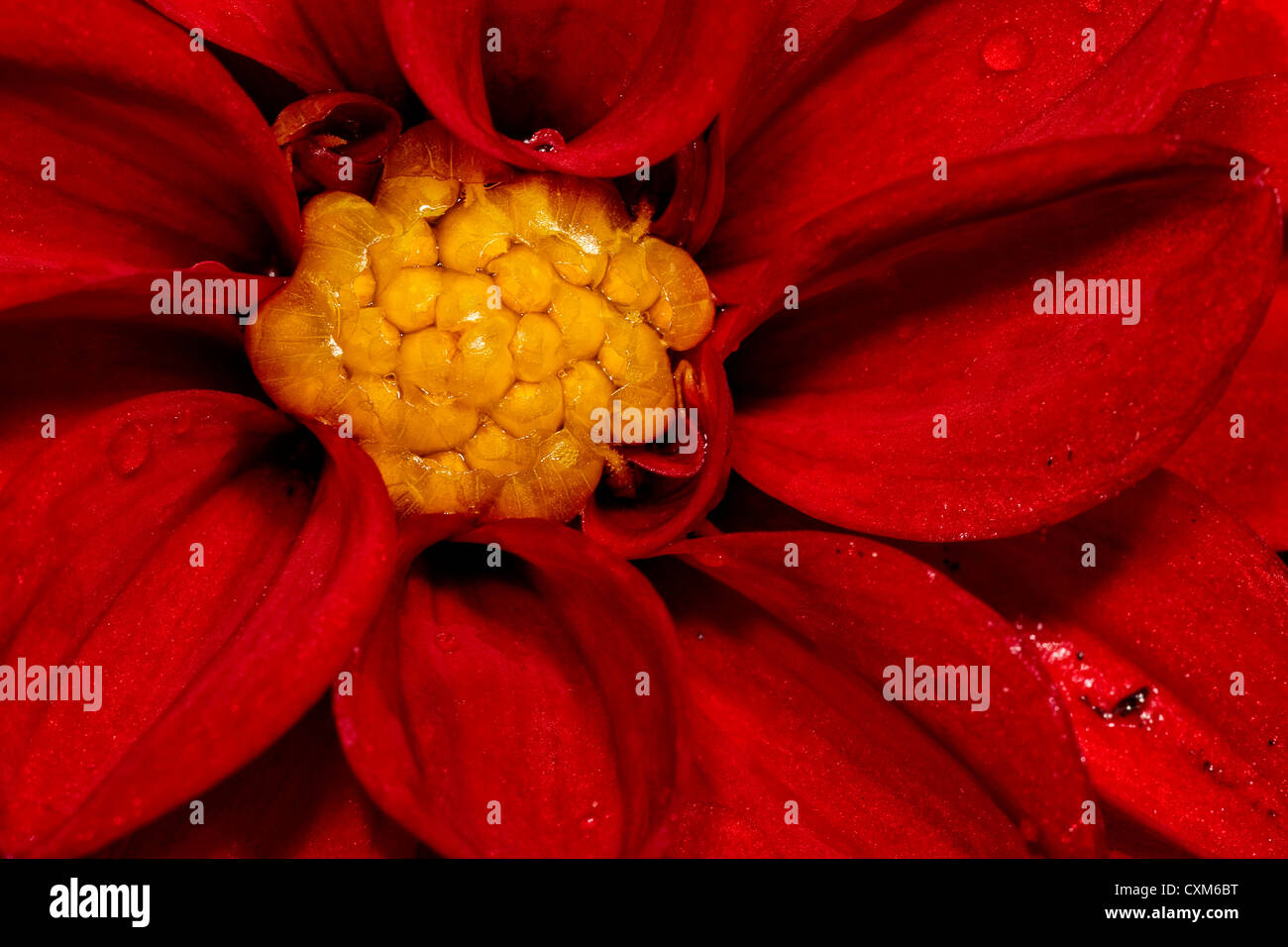 Close-up of a red Dahlia Banque D'Images