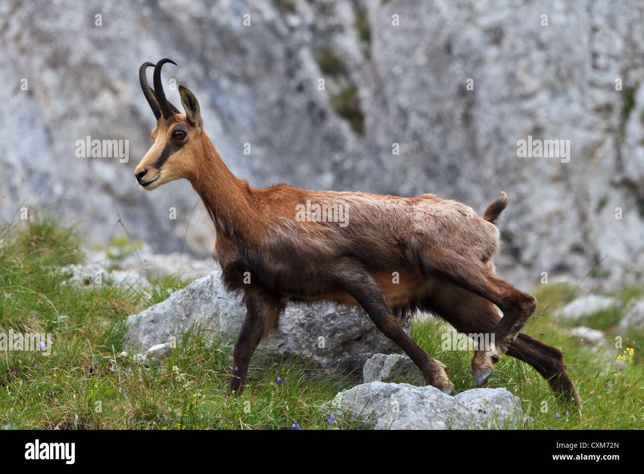 Chamois (Rupicapra Carpatica) Banque D'Images