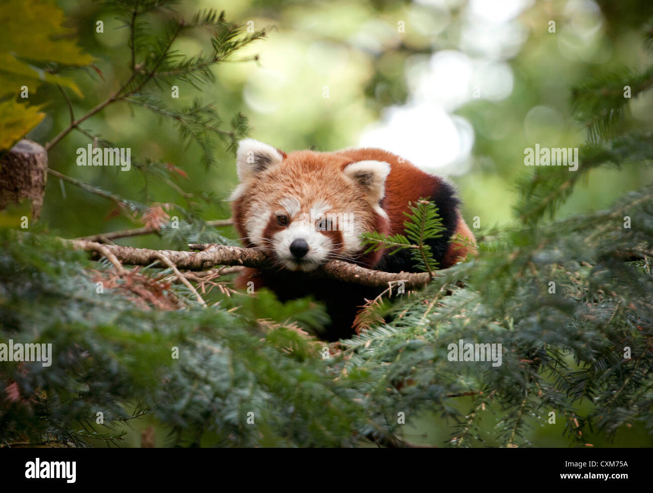 Le panda rouge dans l'arborescence Banque D'Images