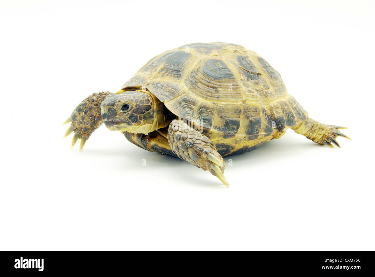 Tortue Reptile isolated on white Banque D'Images