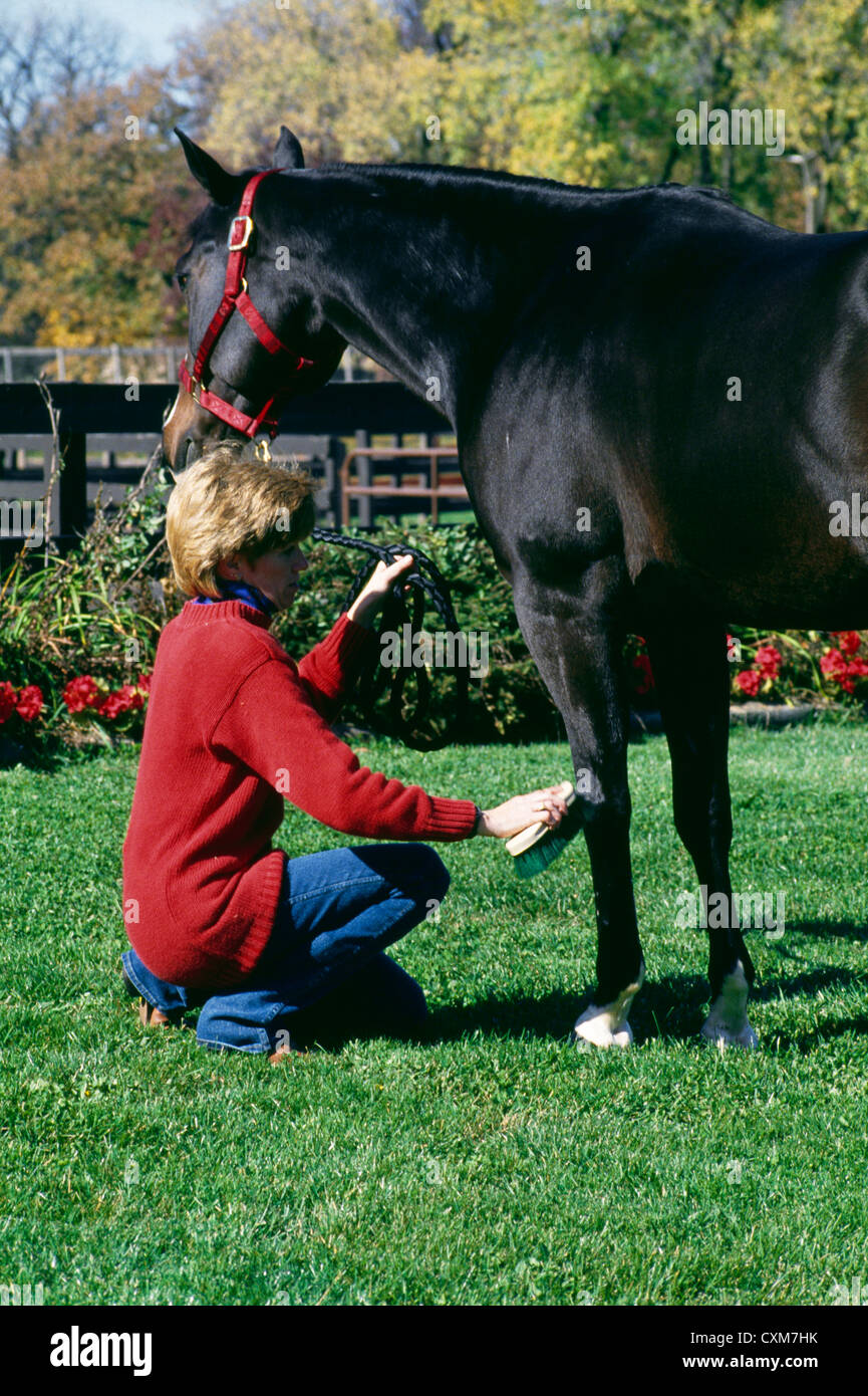 Woman grooming quarter horse miss kitty ; couleur : dark bay avec flamme blanche et quatre white sox / illinois Banque D'Images