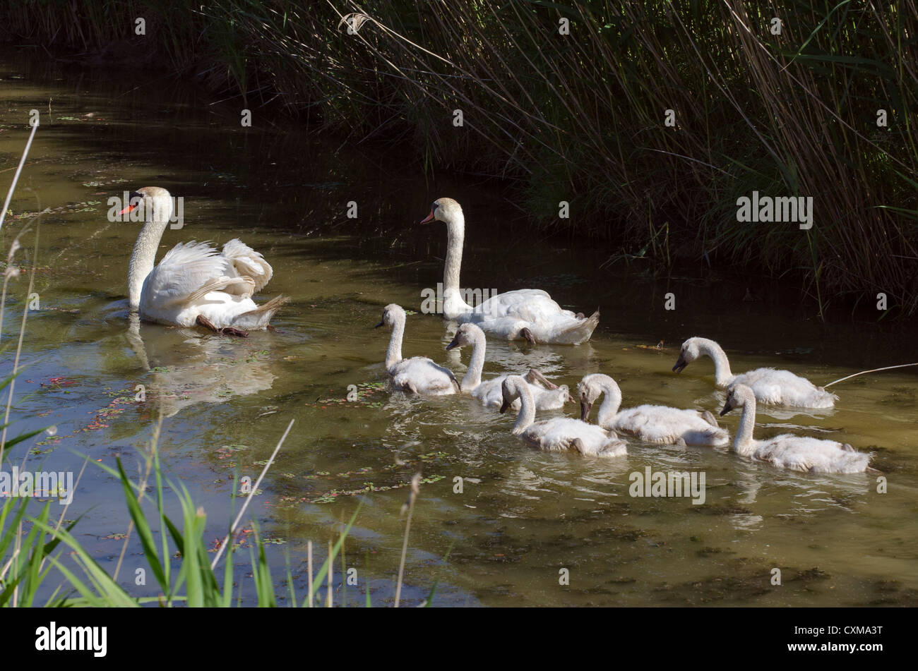 Famille de cygnes avec cygnets 6 dans l'eau, France Banque D'Images