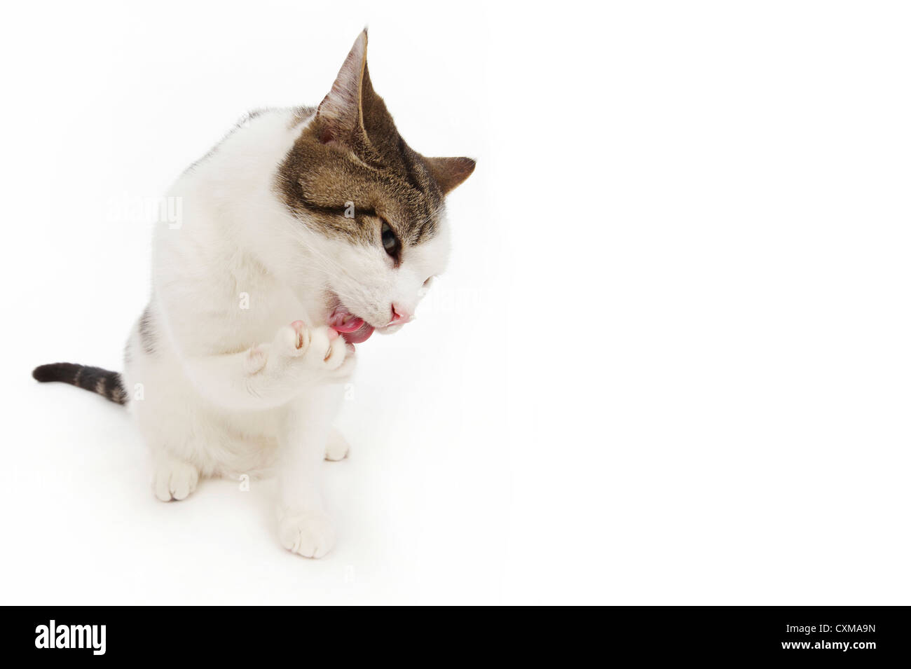 Patte De Chat Qui Leche Banque D Images Detourees Alamy