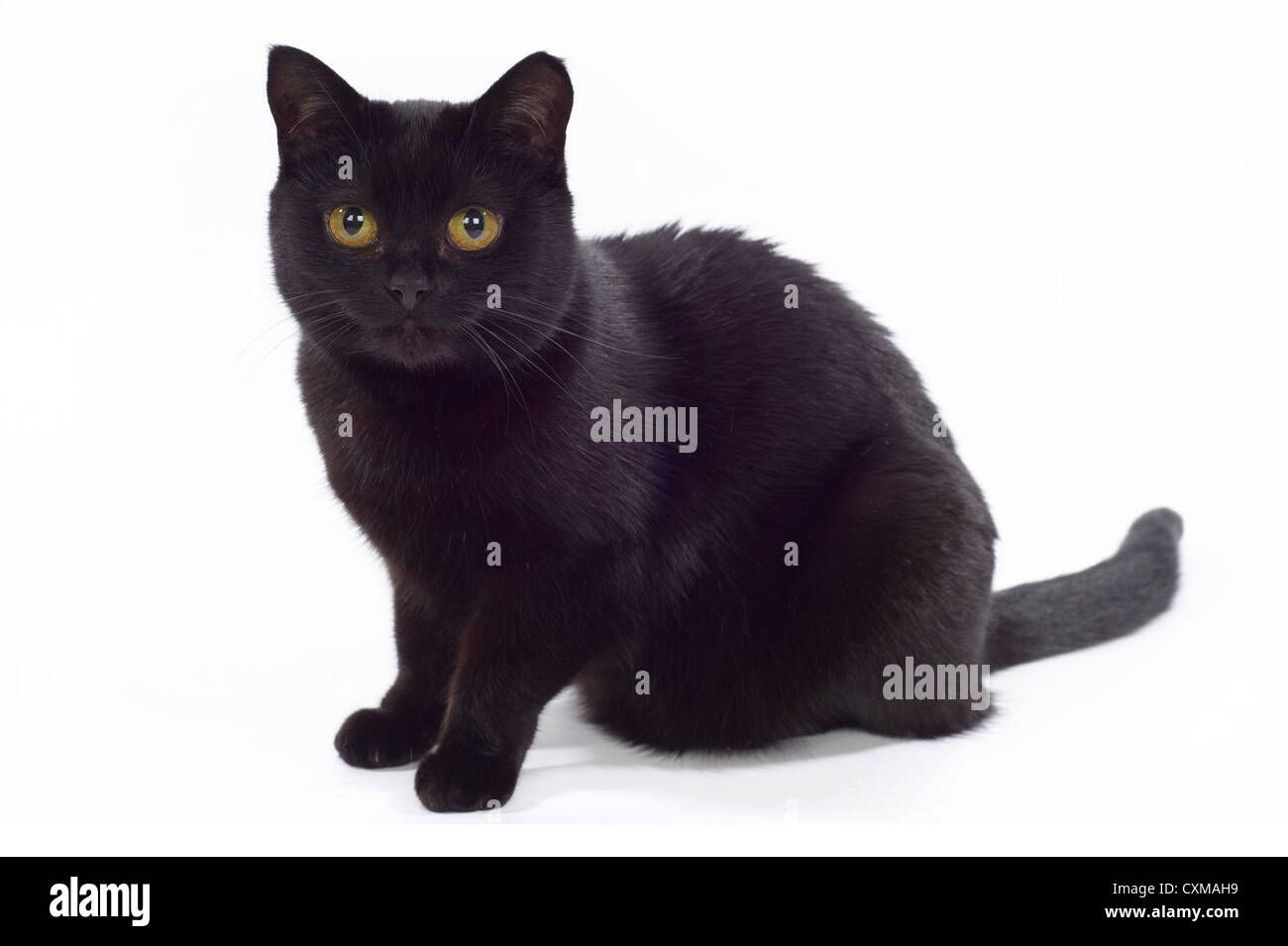 Black Cat sitting, studio shot avec fond blanc Banque D'Images