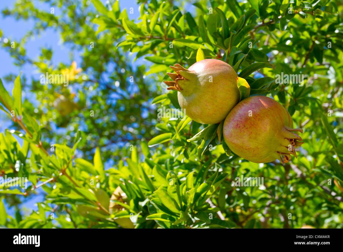 Fruits de Grenade sur l'arbre avec des feuilles vertes Banque D'Images
