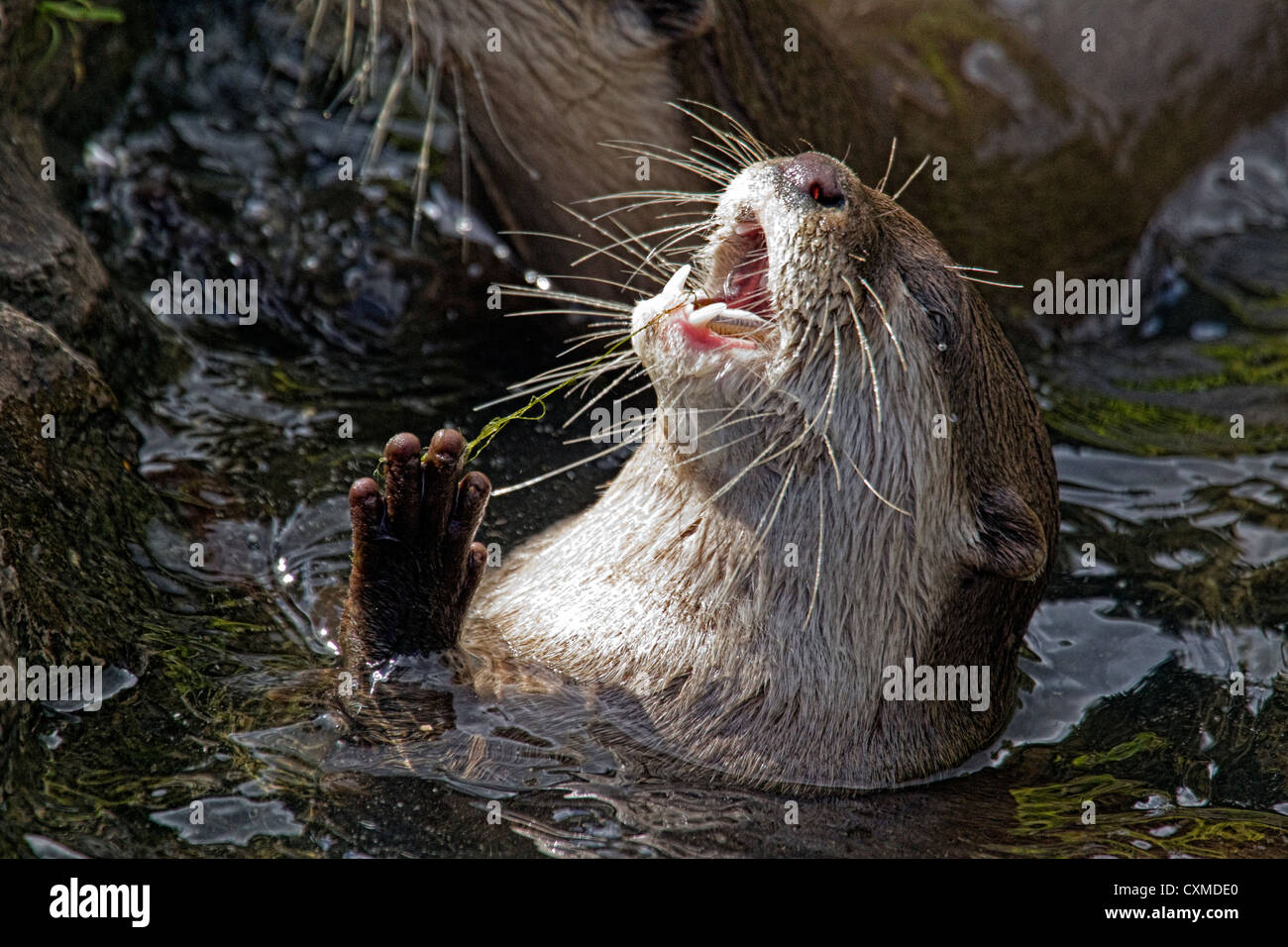 Asiatique femelle Loutre griffus court(s) Banque D'Images