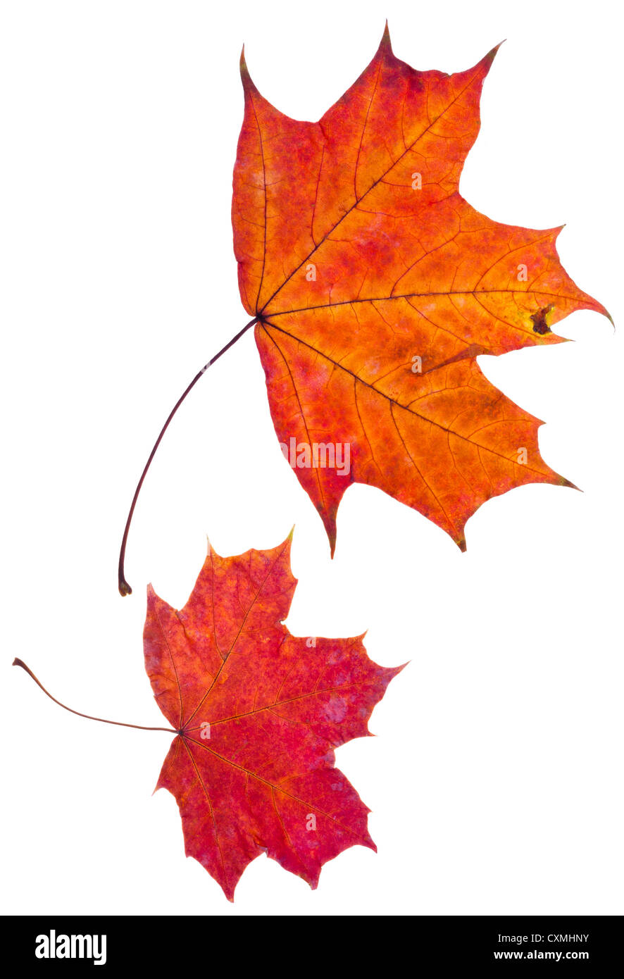 Deux automne érable rouge isolé sur fond blanc Banque D'Images