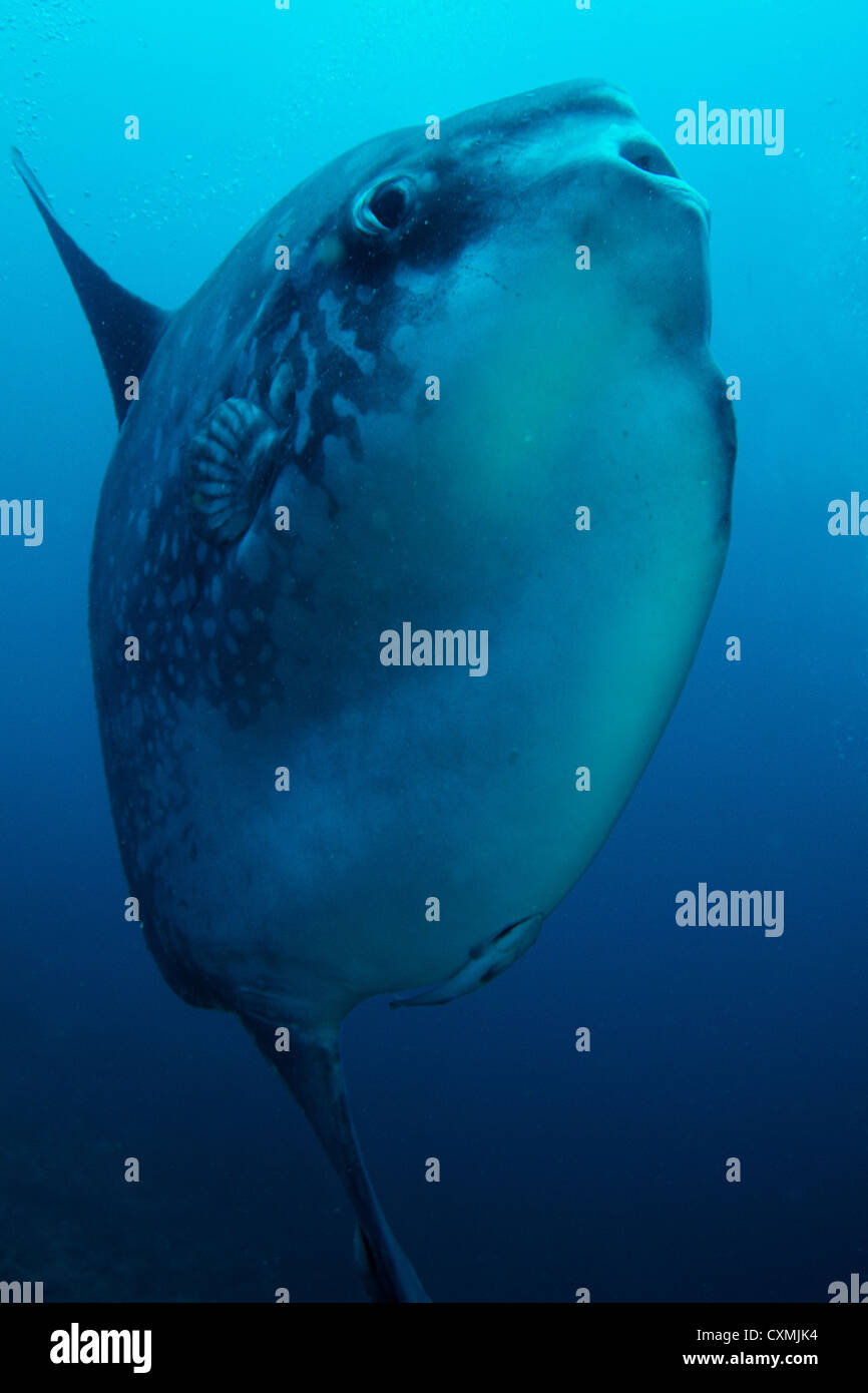 Ocean Poisson-lune (Mola mola) Gros plan vertical Ras Musandam, le détroit d'Ormuz, Oman Banque D'Images