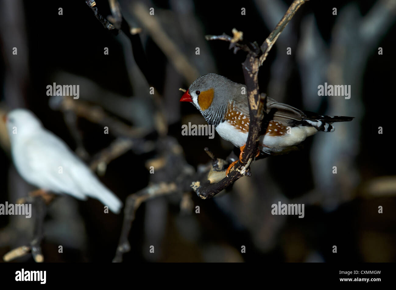 Un diamant mandarin, originaire du centre de l'Australie, l'Indonésie et le Timor oriental. Banque D'Images