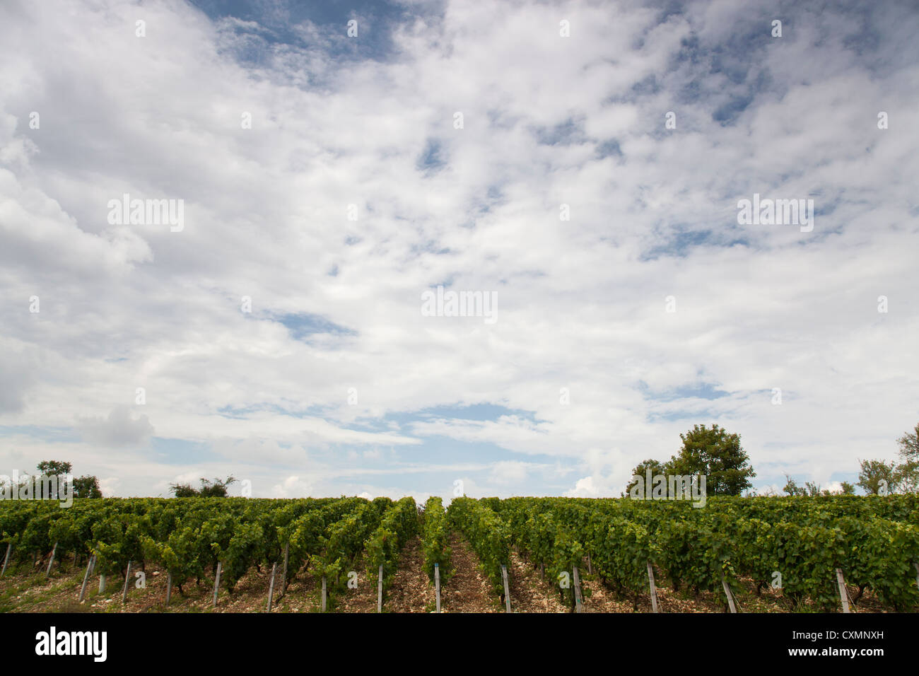 Rangées de vignes sous un grand ciel Banque D'Images