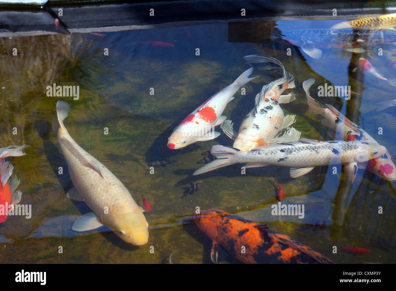 Colorful japanese koi poissons nager dans l'étang Banque D'Images