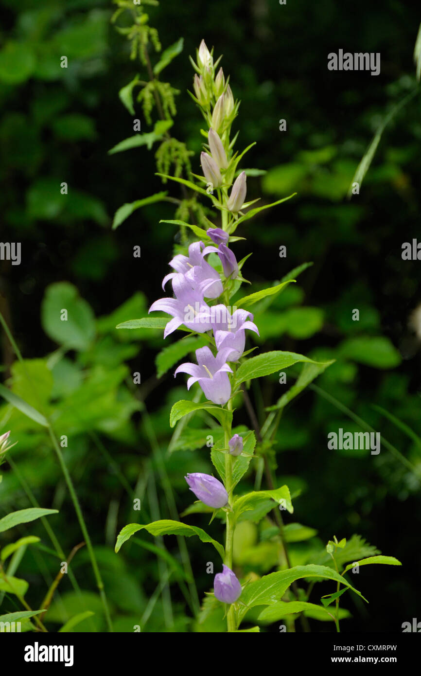 Bellflower, Campanula latifolia géant Banque D'Images