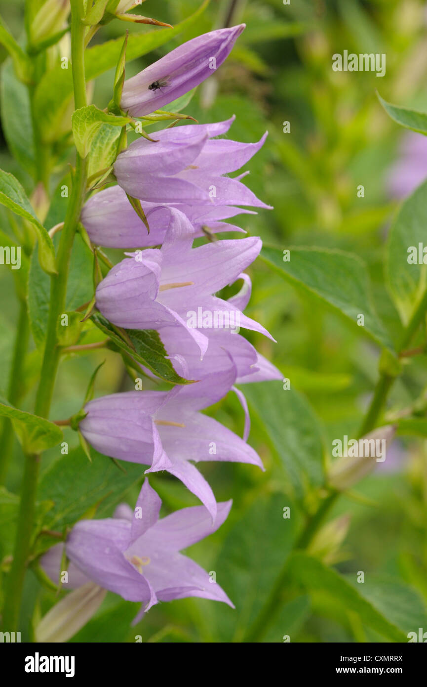 Bellflower, Campanula latifolia géant Banque D'Images