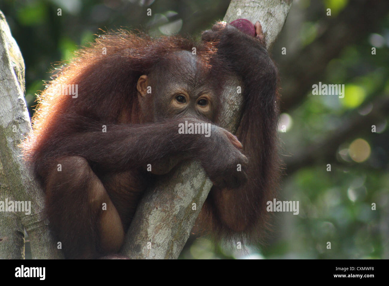 Orang-outan dans Tree à l'Shangi-La Rasa Ria Réserver Banque D'Images