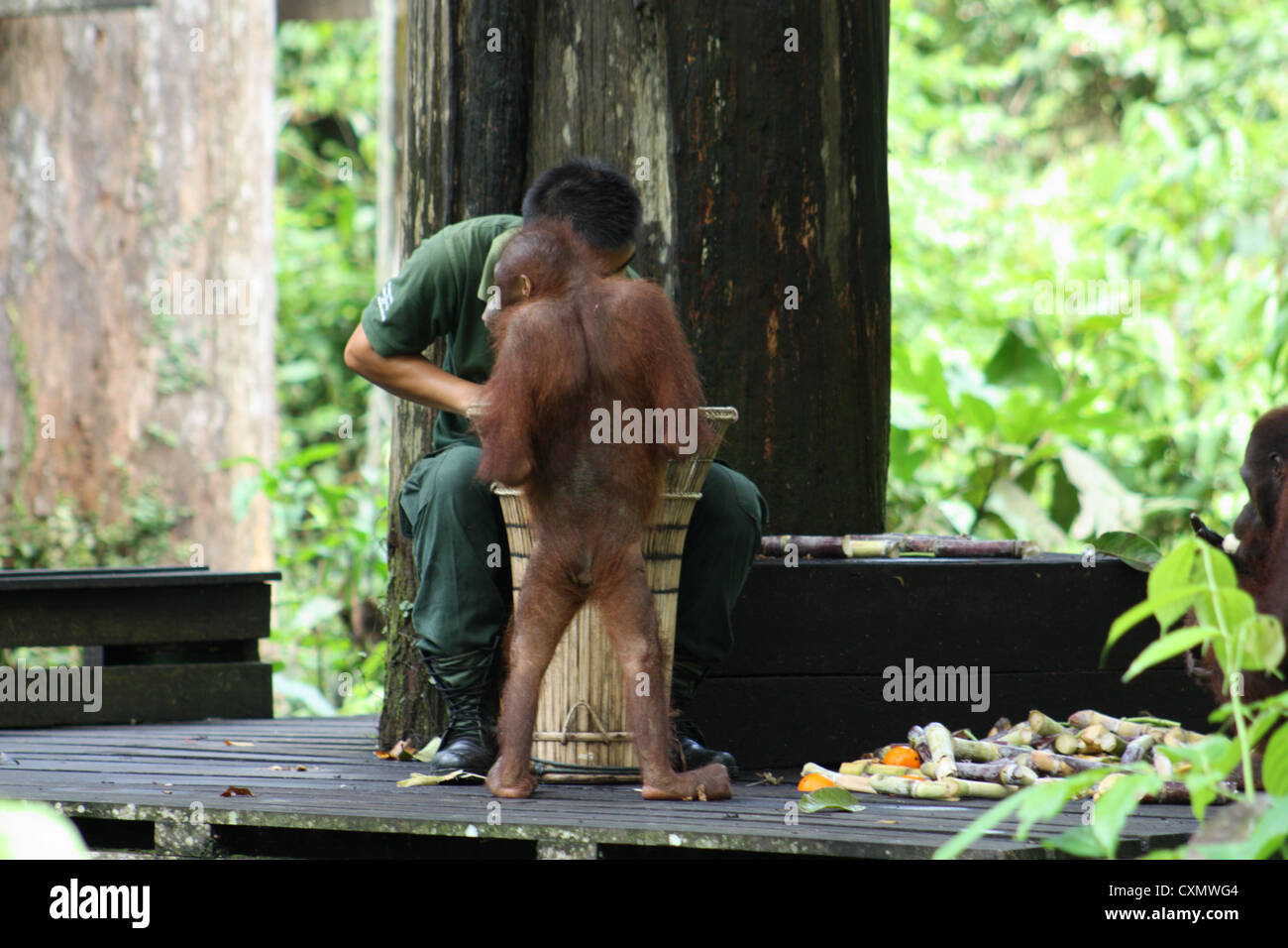 Nourrir les orangs Outans de Sepilok, Bornéo à Banque D'Images