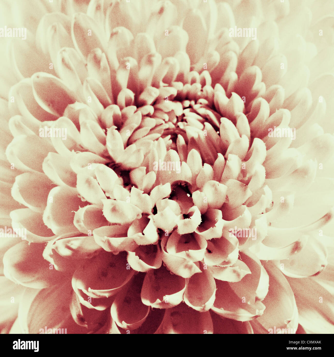 Fleur dahlia noir et blanc photo gros plan numérisé. Banque D'Images