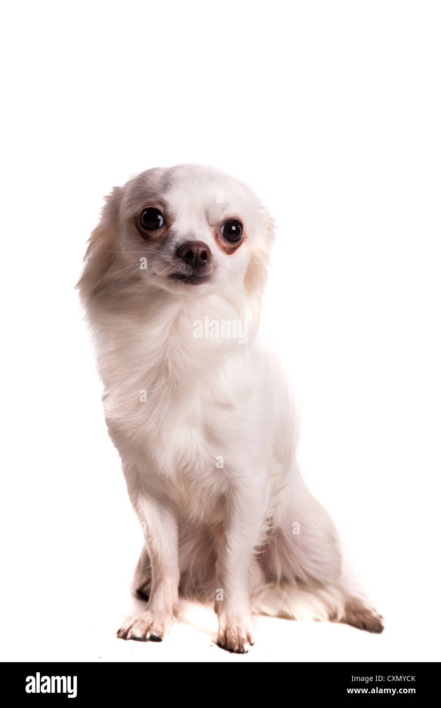 Chien Banque D'Images