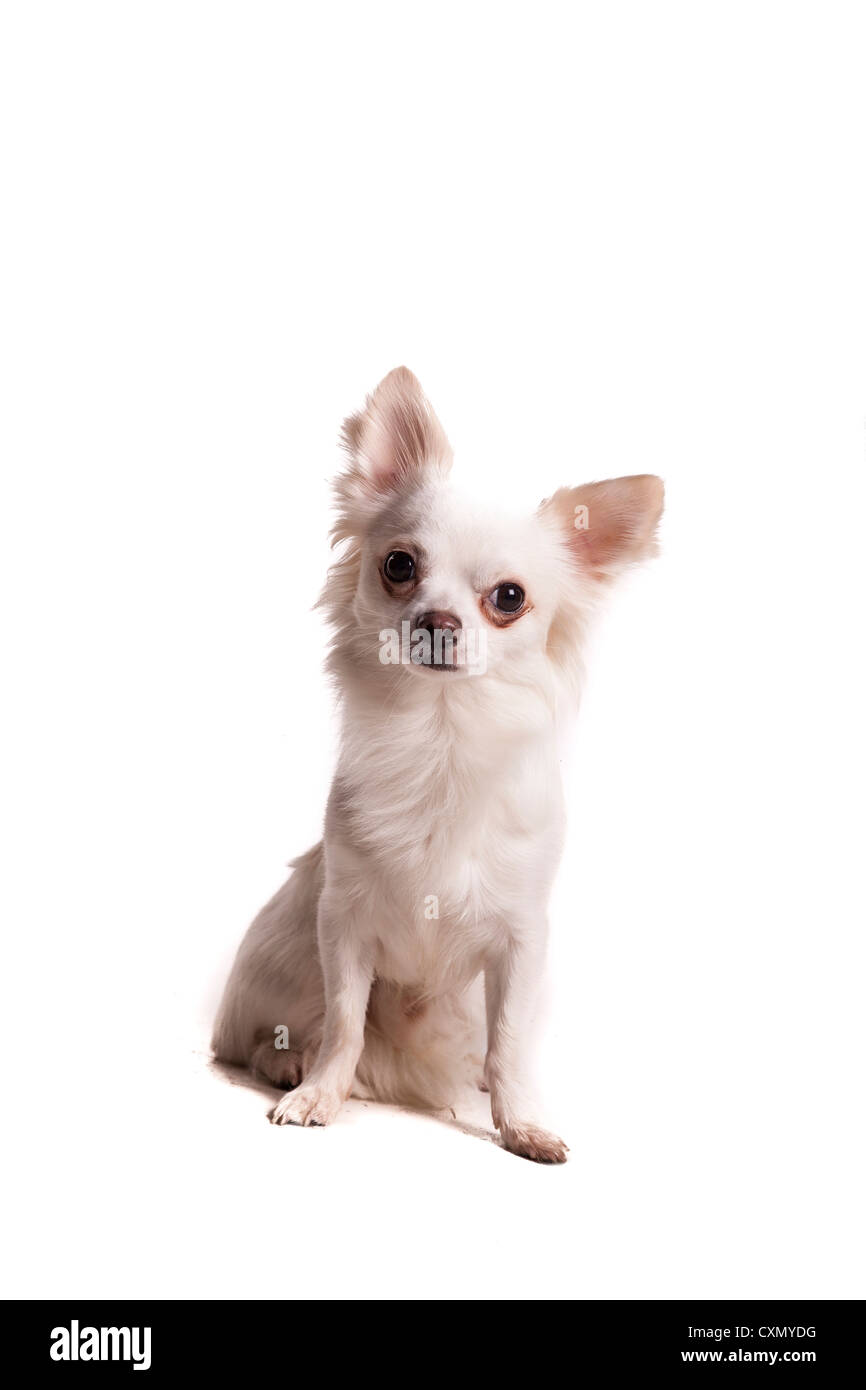 Chien Banque D'Images