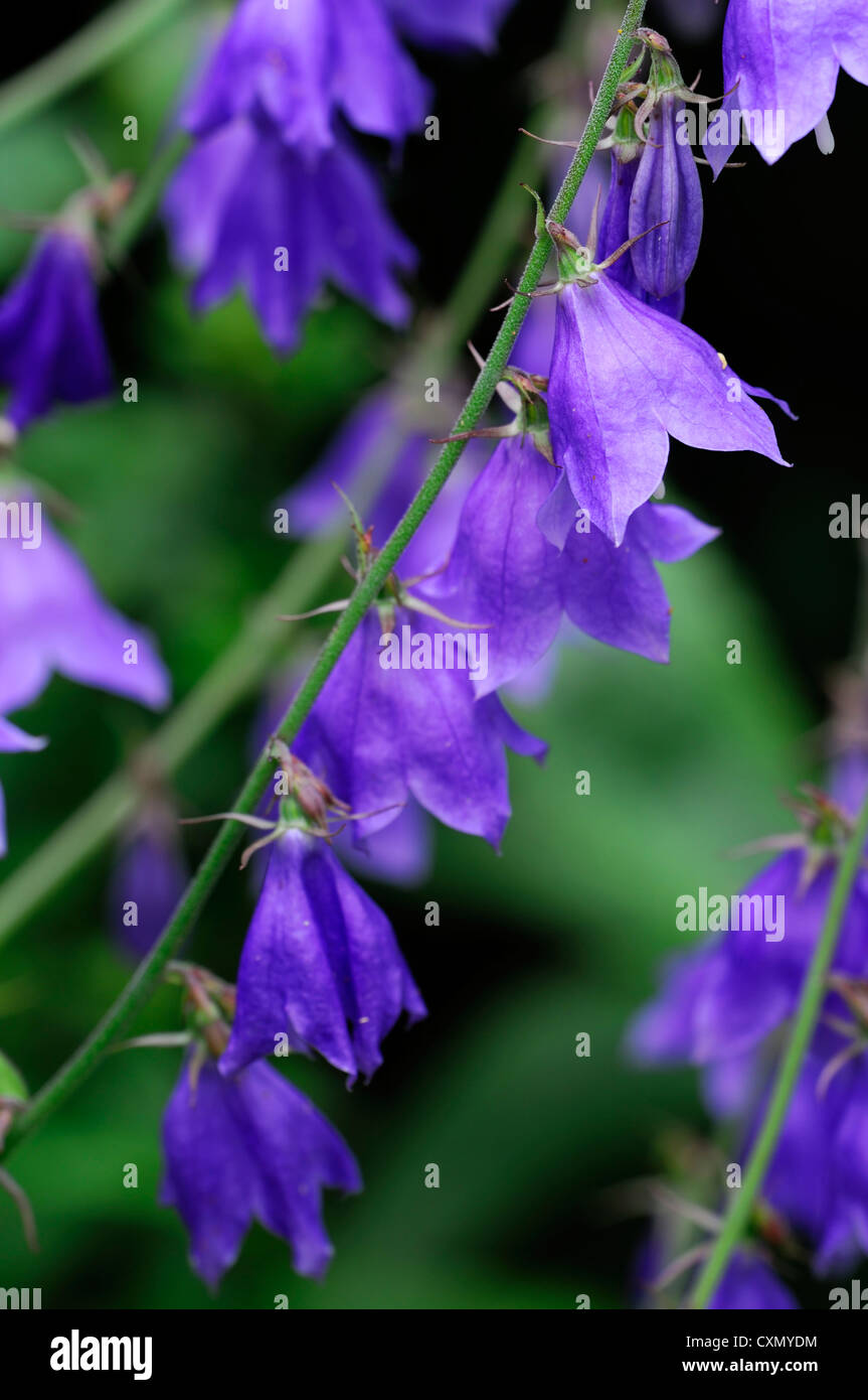 Triphylla Adenophora potaninii bush ladybell fleur fleurs pourpres en forme de forme bell libre focus sélectif plante à fleurs portraits Banque D'Images