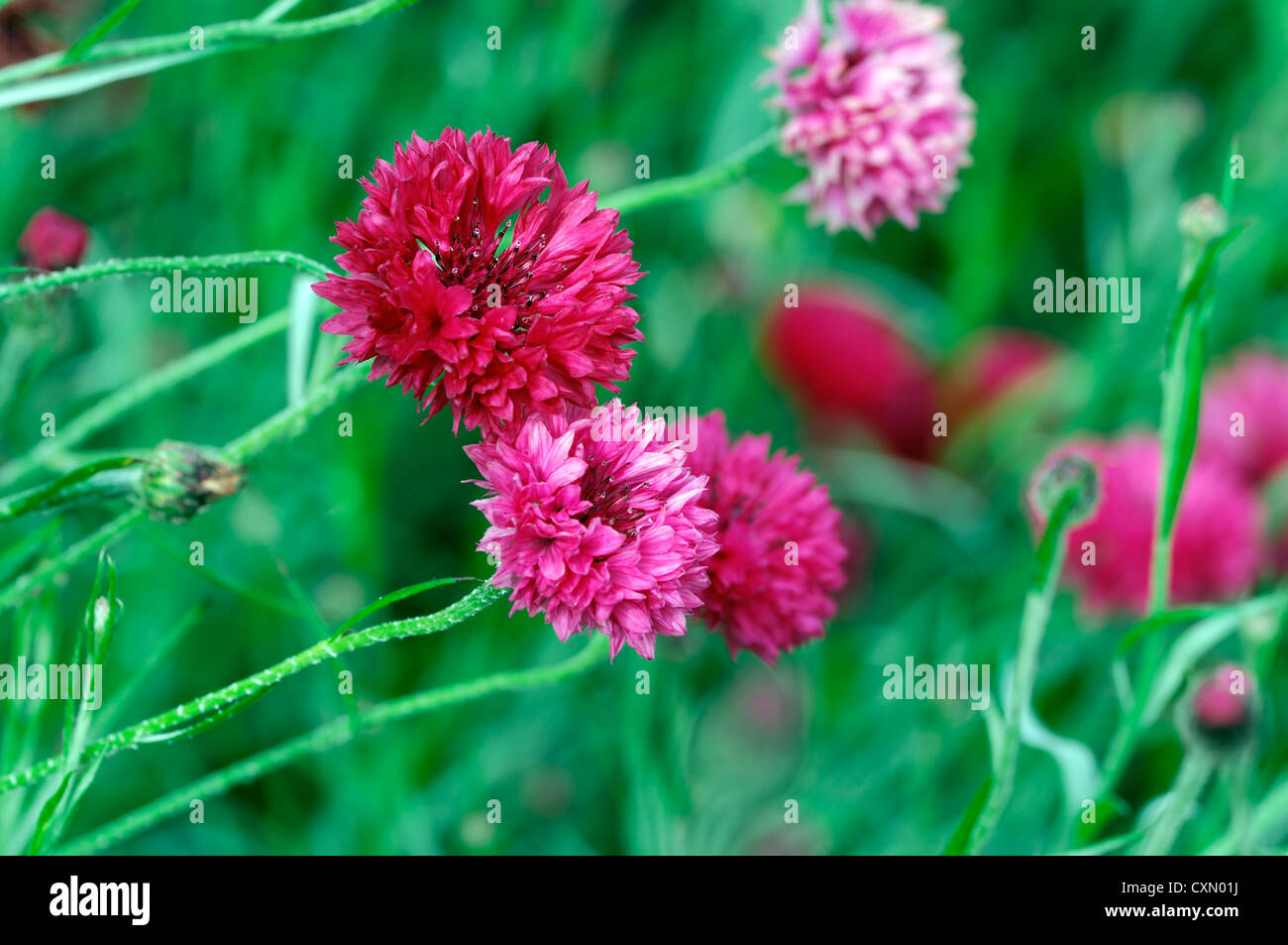Centaurea cyanus plantes garçon rouge couleurs fleurs de bleuet portraits couleurs de floraison des annuelles d'été rose fleurs plans rapprochés Banque D'Images