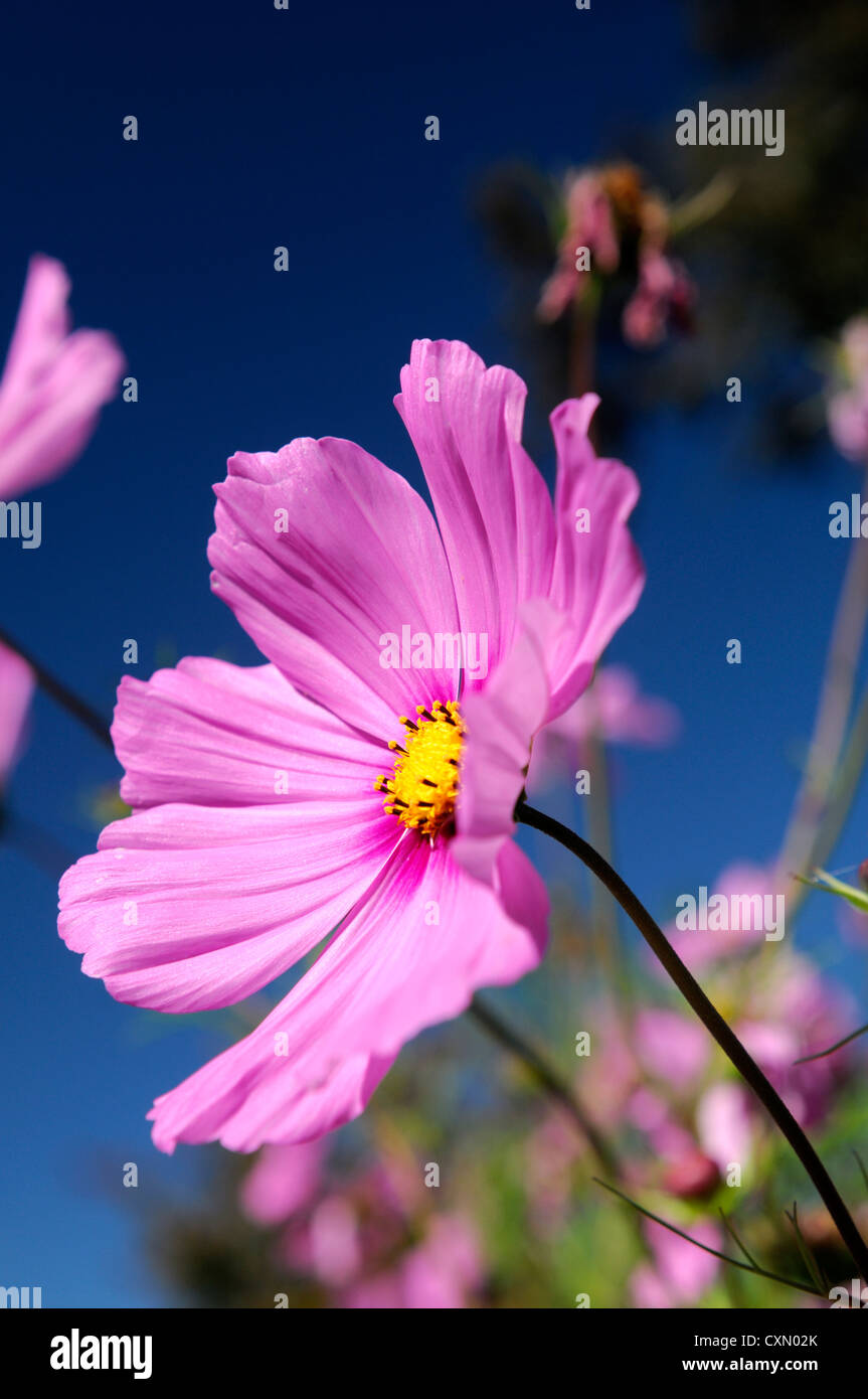 Cosmos bipinnatus fleurs de mauve rose fleur fleurs rose au point sélective  portraits de plantes à fleurs annuelles annuelles Photo Stock - Alamy