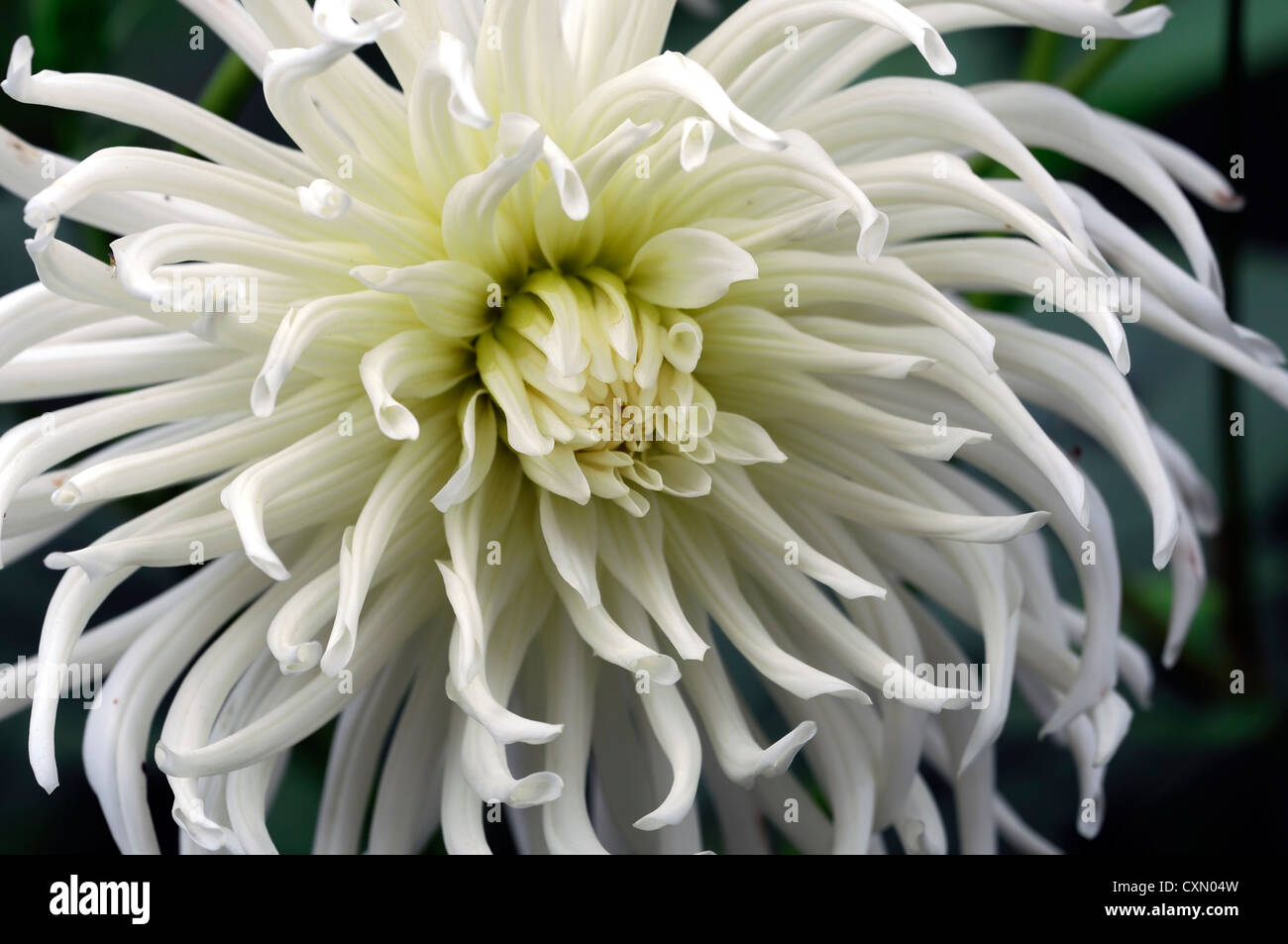 Dahlia cactus fleur fleurs blanc star vivace floraison floraison Photo  Stock - Alamy
