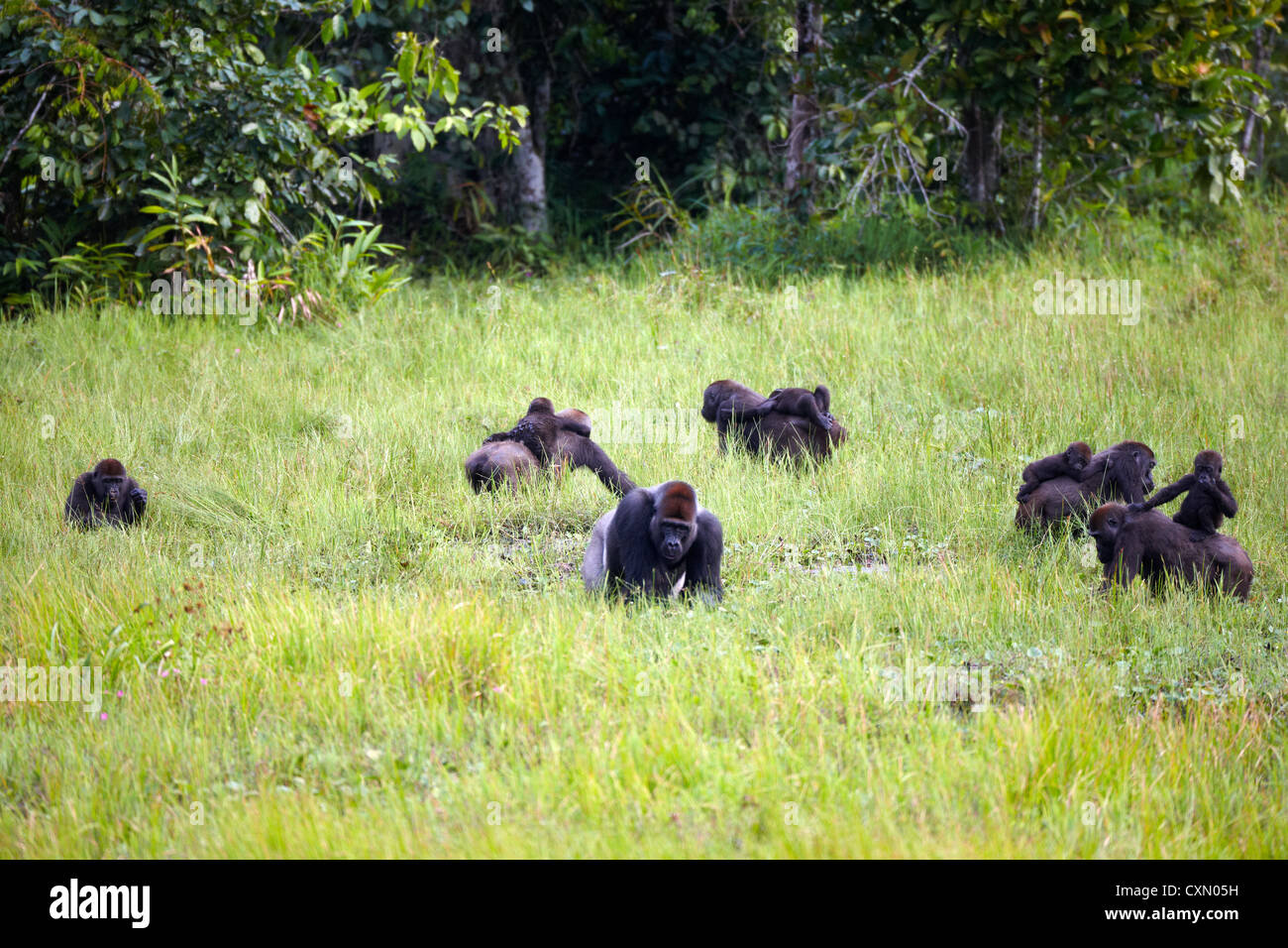 Gorille de plaine de l'Ouest, Mbeli Bai, Nouabale Ndoki National Park, République du Congo, Afrique Banque D'Images
