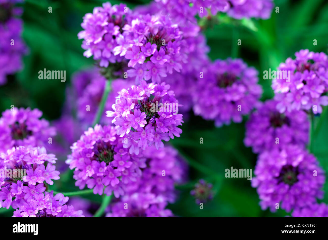 Venosa VERVEINE Verbena rigida AGA purple fleurs plantes vivaces Banque D'Images