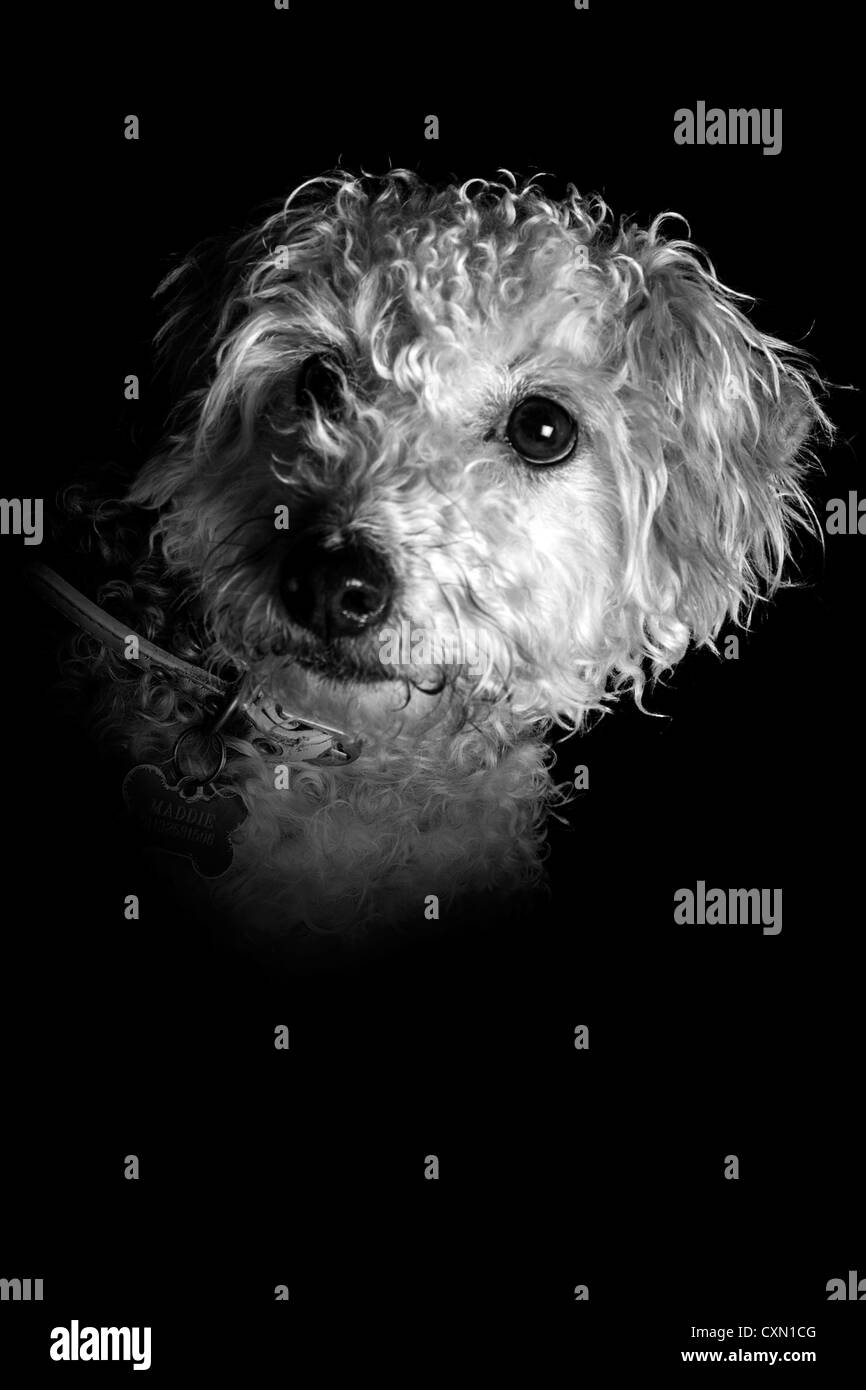 Chien Banque D'Images