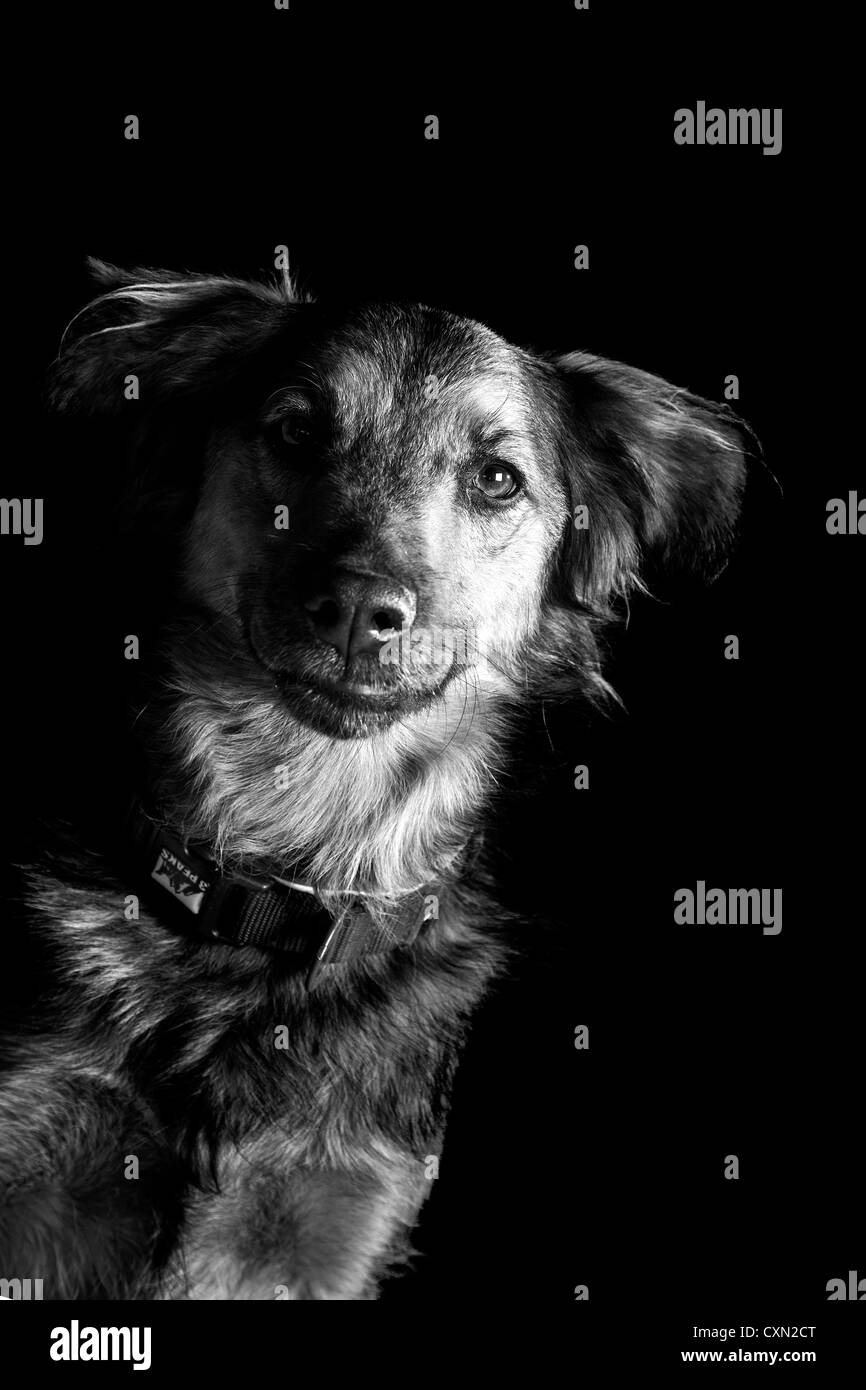 Chien Banque D'Images