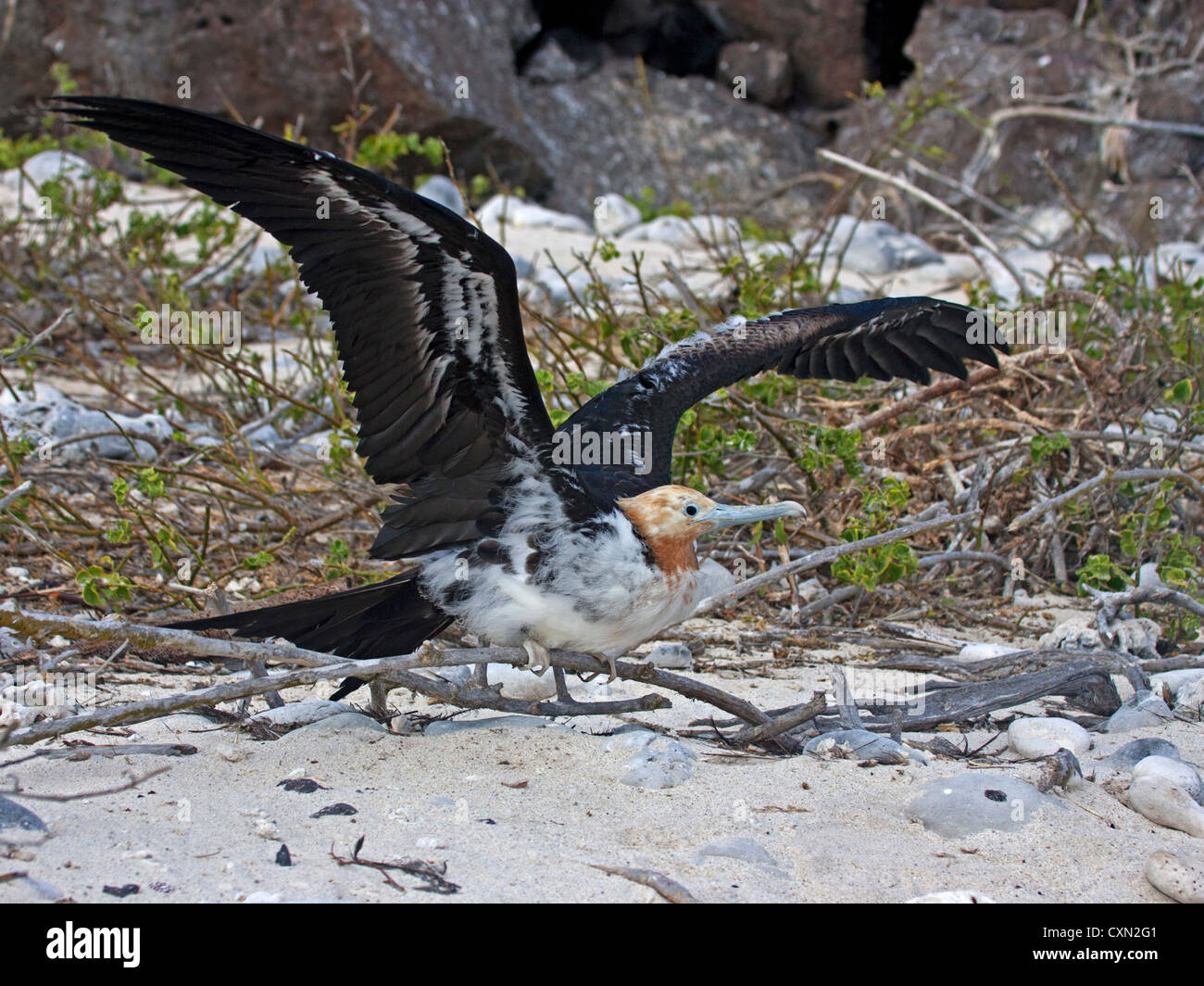 Magnifique femelle oiseau frégate perché avec des ailes étirés Banque D'Images