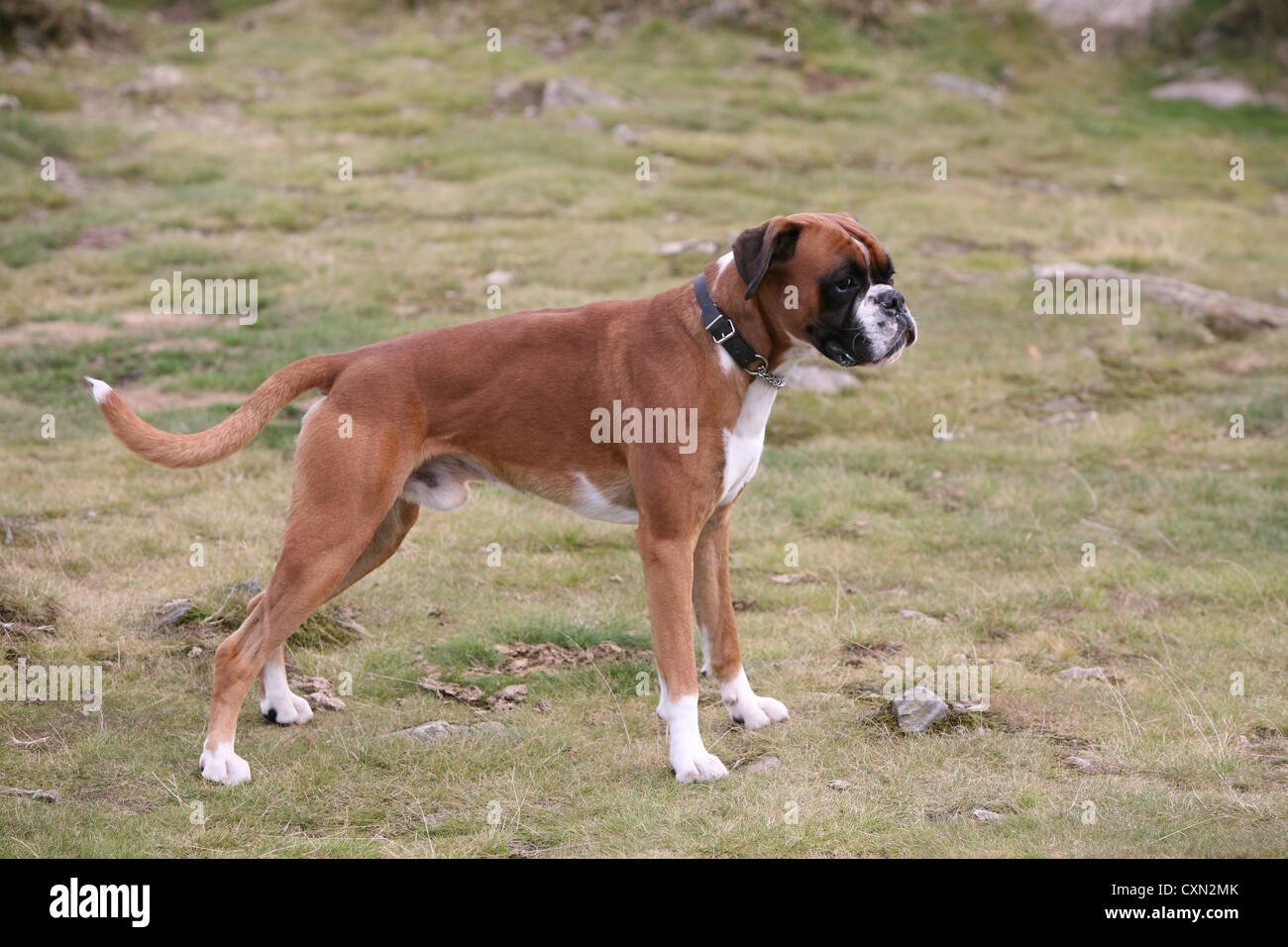 Un chiot boxer dog appréciant la campagne Banque D'Images