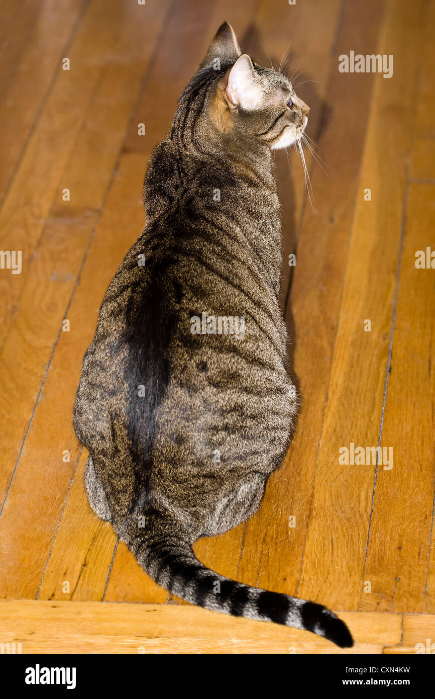 Tiger Stripped Chat Tigre Avec Le Dos Face A L Appareil Photo Assis Sur Un Plancher De Bois Dur Photo Stock Alamy