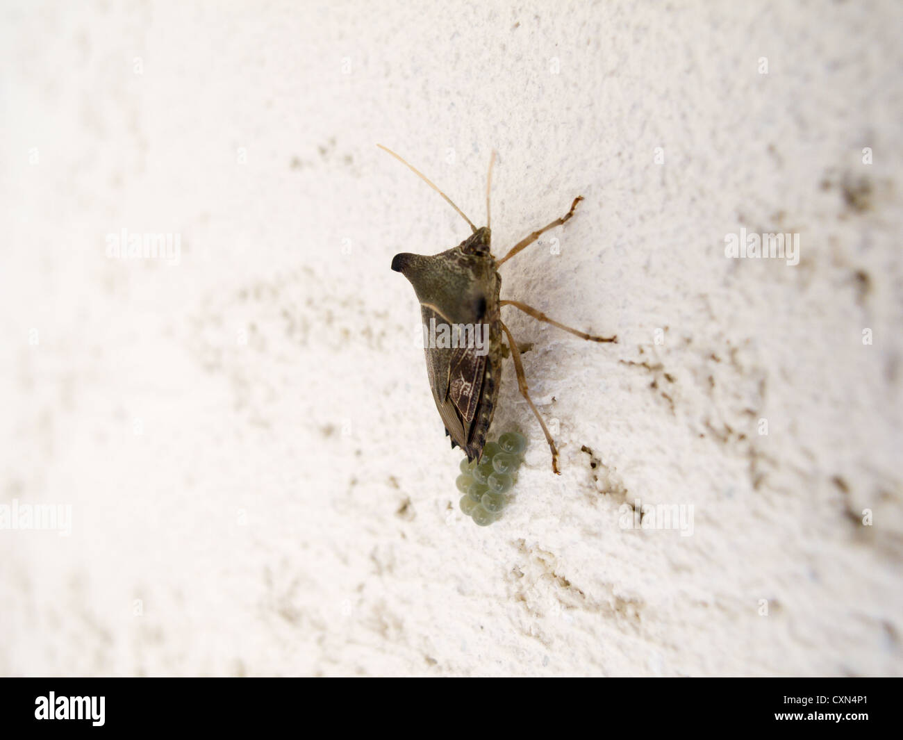 Stink bug (Pentatomidae : Edessinae Edessini : : Edesse sp.), connu localement comme percevejo-maria-fedida, oeufs couvaison sur mur, Sao Paulo, Brésil Banque D'Images