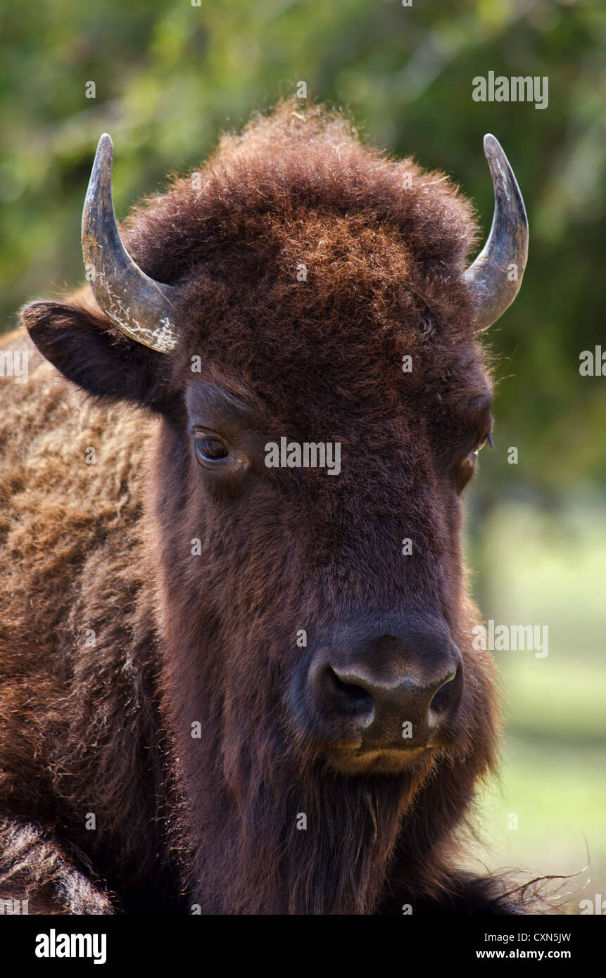 Bison d'Amérique Banque D'Images