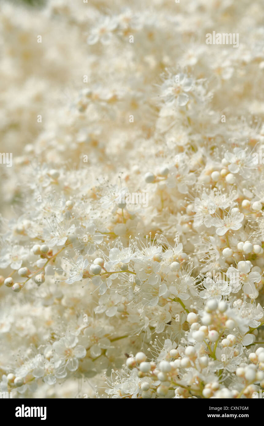 Billowy sprays blanc fleurs fleur délicate très fines fleurs cluster Sorbus Spiraea sorbifolia fausse Banque D'Images