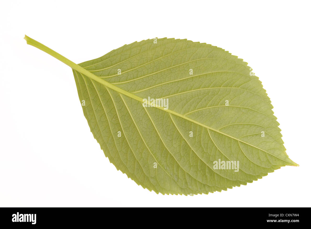 Face inférieure des feuilles des plantes d'un point de vue isolé sur blanc Banque D'Images