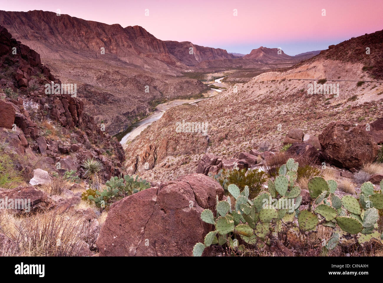 Cactus sur Rio Grande dans le Colorado Canyon au lever du soleil à partir de la Cette (grosse colline), Big Bend Ranch State Park, Texas Banque D'Images