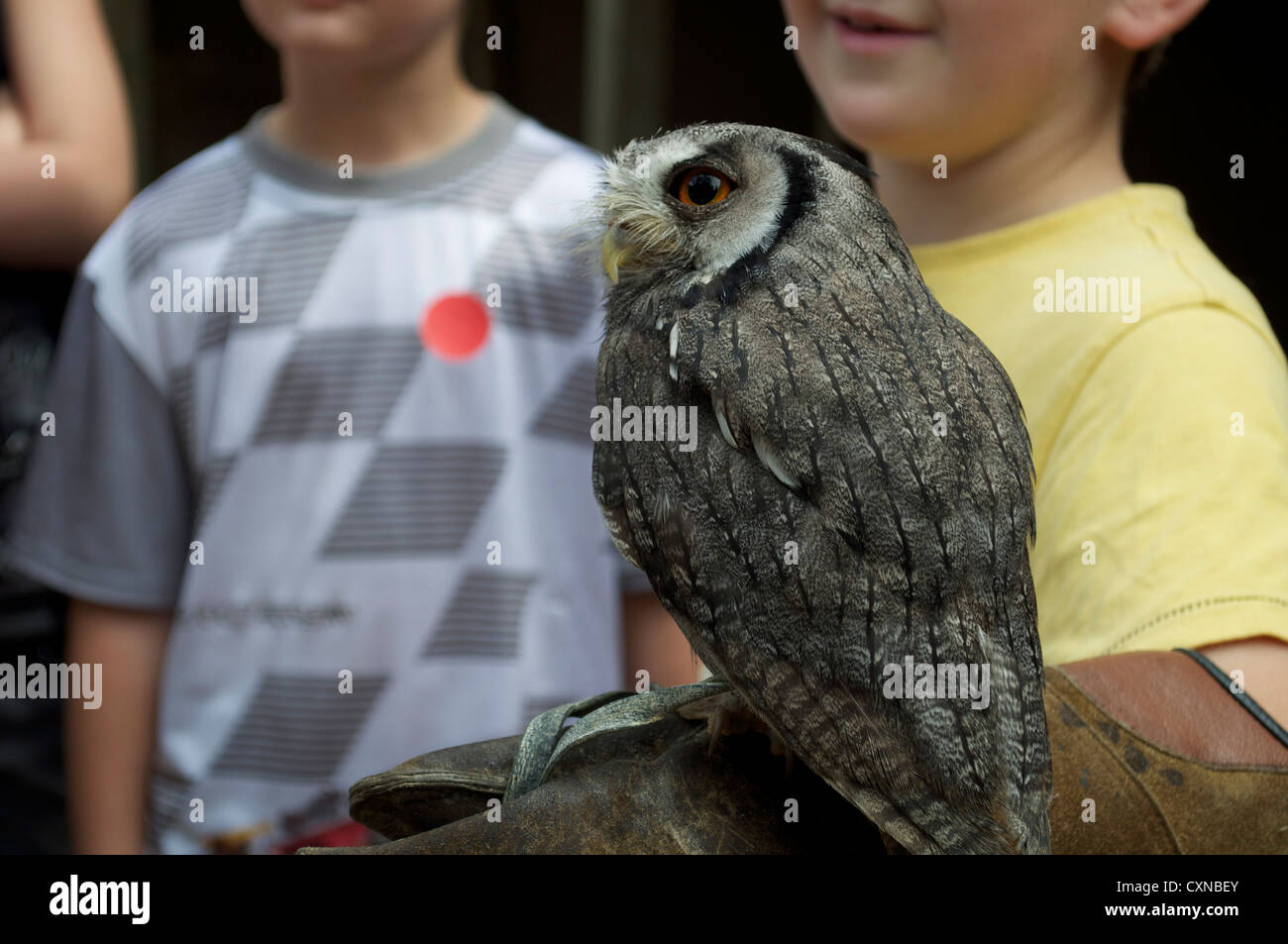 Owl détenus par les enfants sur l'école anglaise au défi de la Fauconnerie et des oiseaux de proie dans le centre de Biggleswade Banque D'Images Owl détenus par les enfants sur l'école anglaise au défi de la Fauconnerie et des oiseaux de proie dans le centre de Biggleswade Banque D'Images