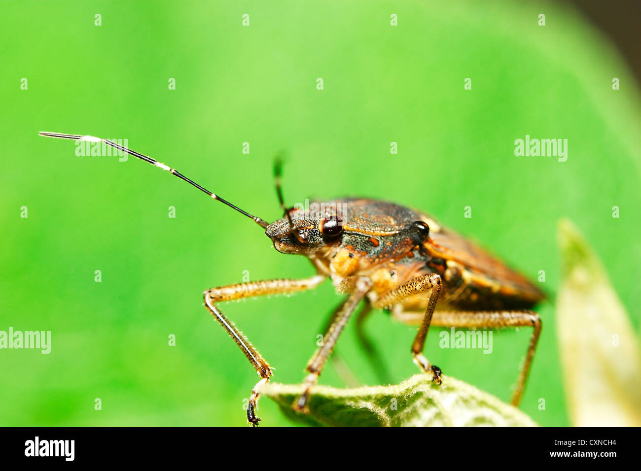 Petit bug sur une feuille Banque D'Images