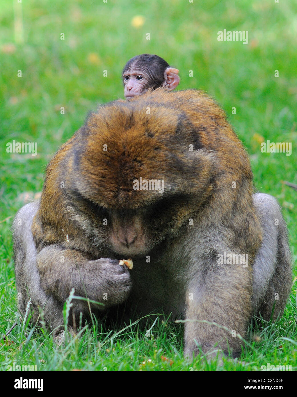 Bébé macaque de Barbarie mâles adultes à bord Banque D'Images