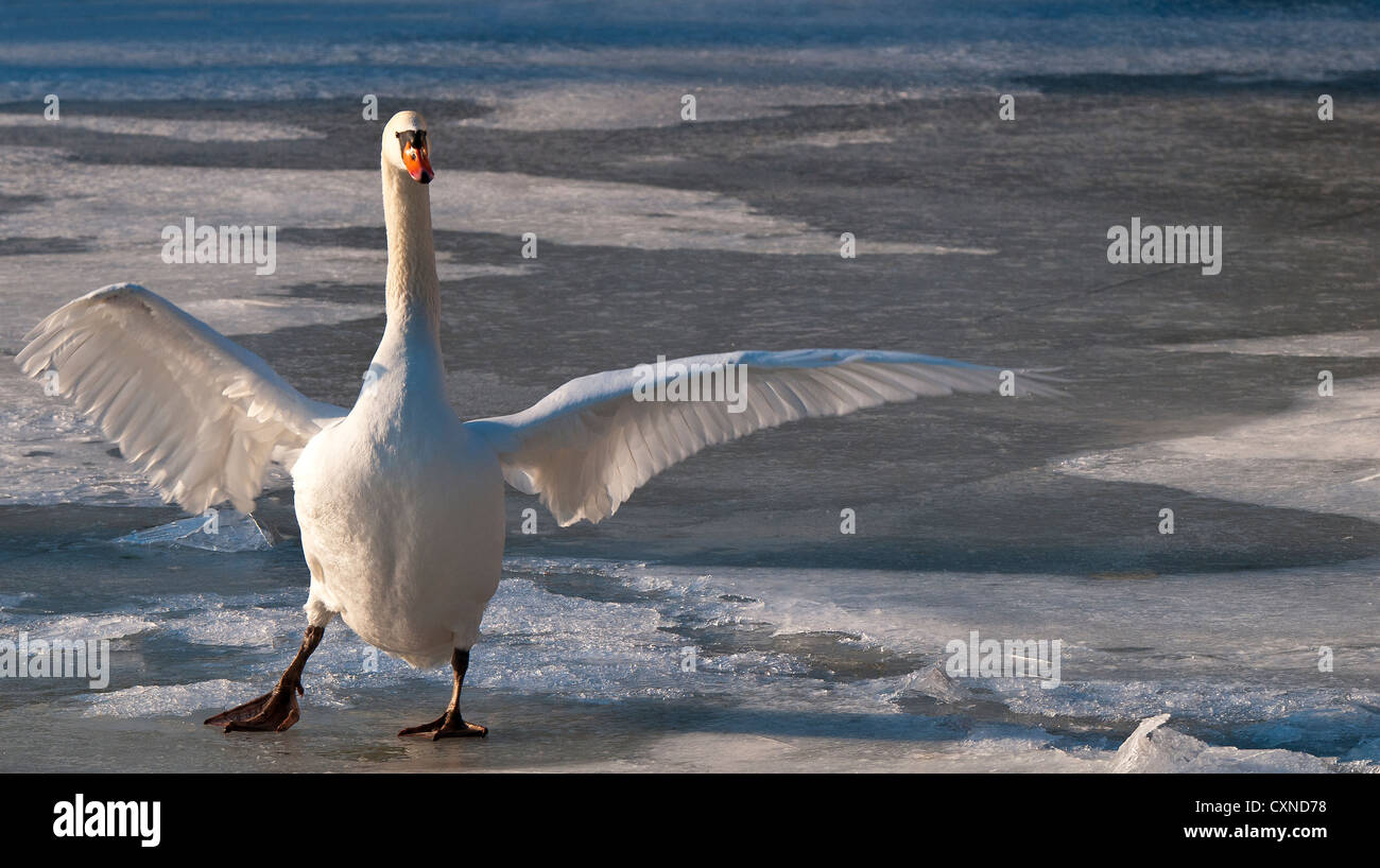 Le battement d'ailes d'un cygne et de marcher sur la glace Banque D'Images