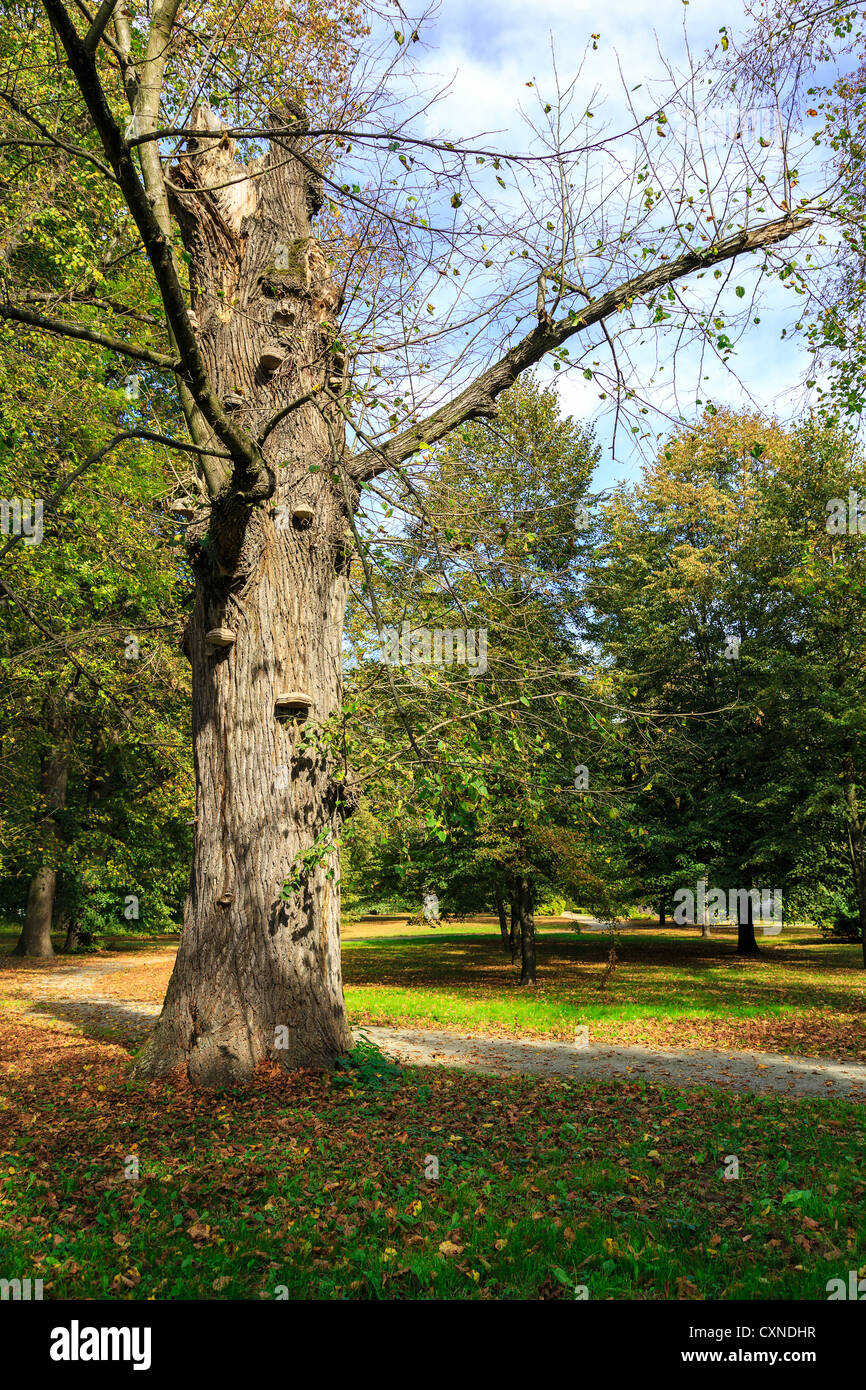 Broken tree trunk Banque D'Images