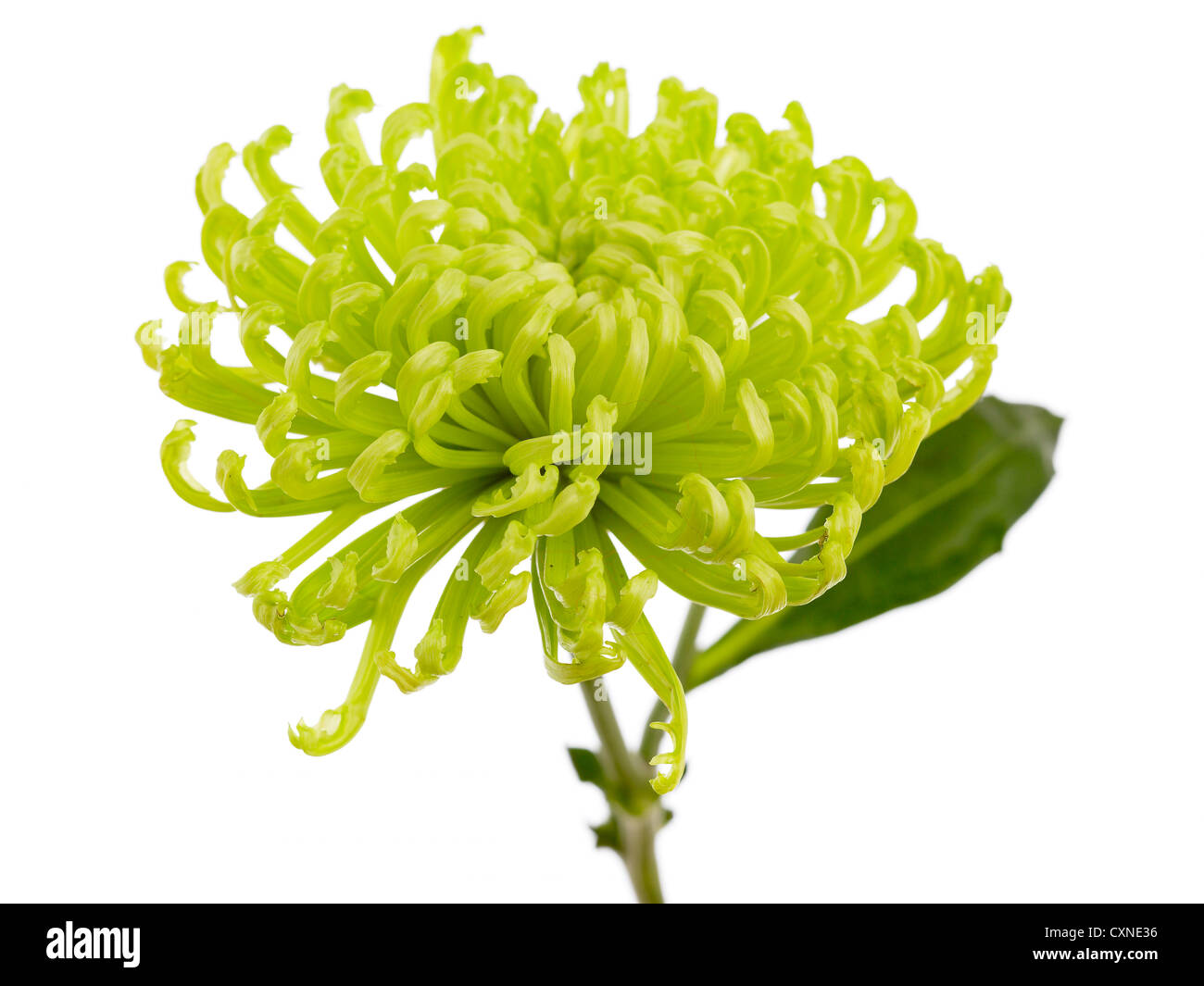 Chrysanthemum 'Anastasia Lime' Bloom, bloom Spider Banque D'Images