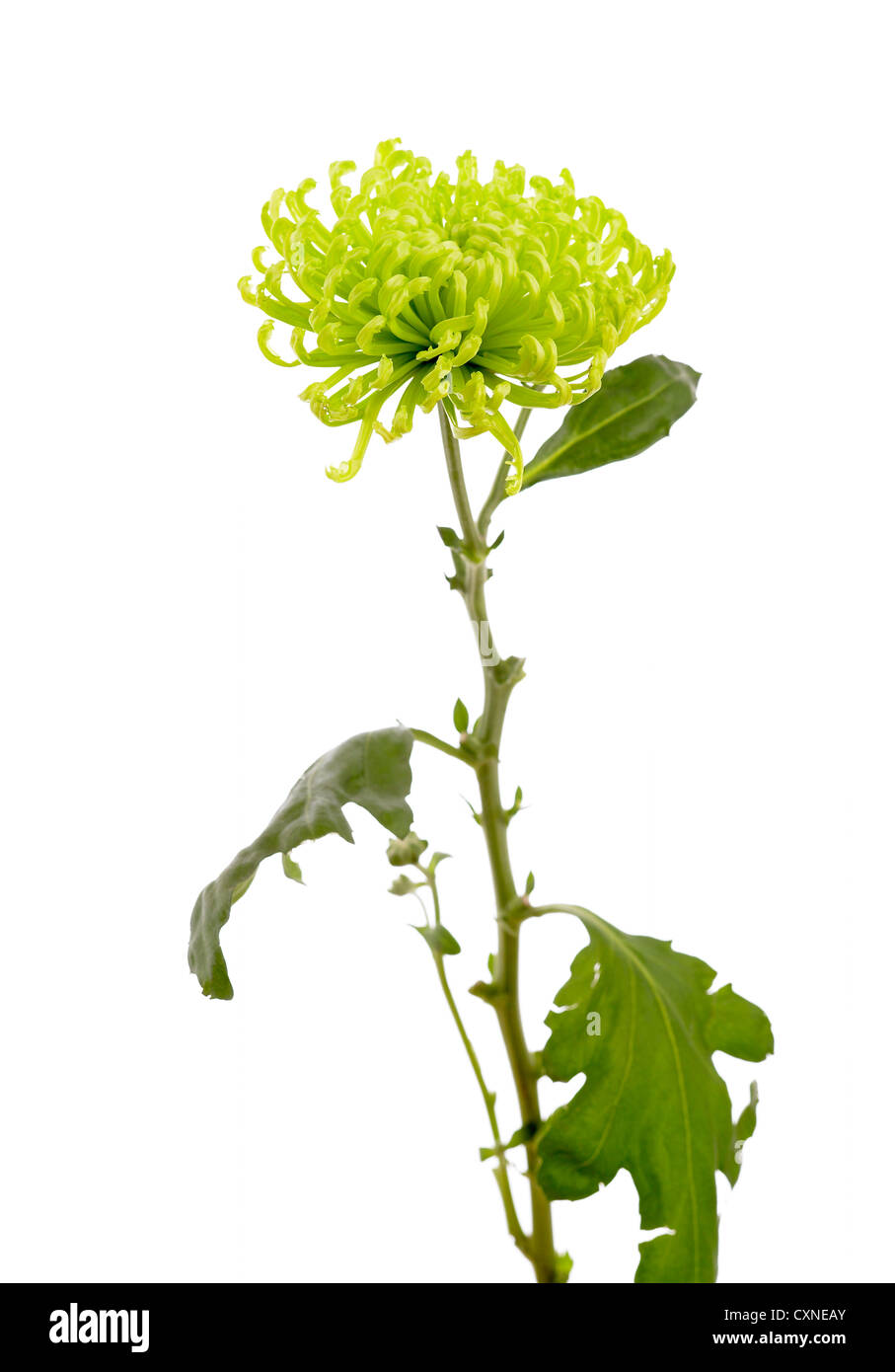 Chrysanthemum 'Anastasia Lime' Nom commun Bloom, bloom Spider Banque D'Images