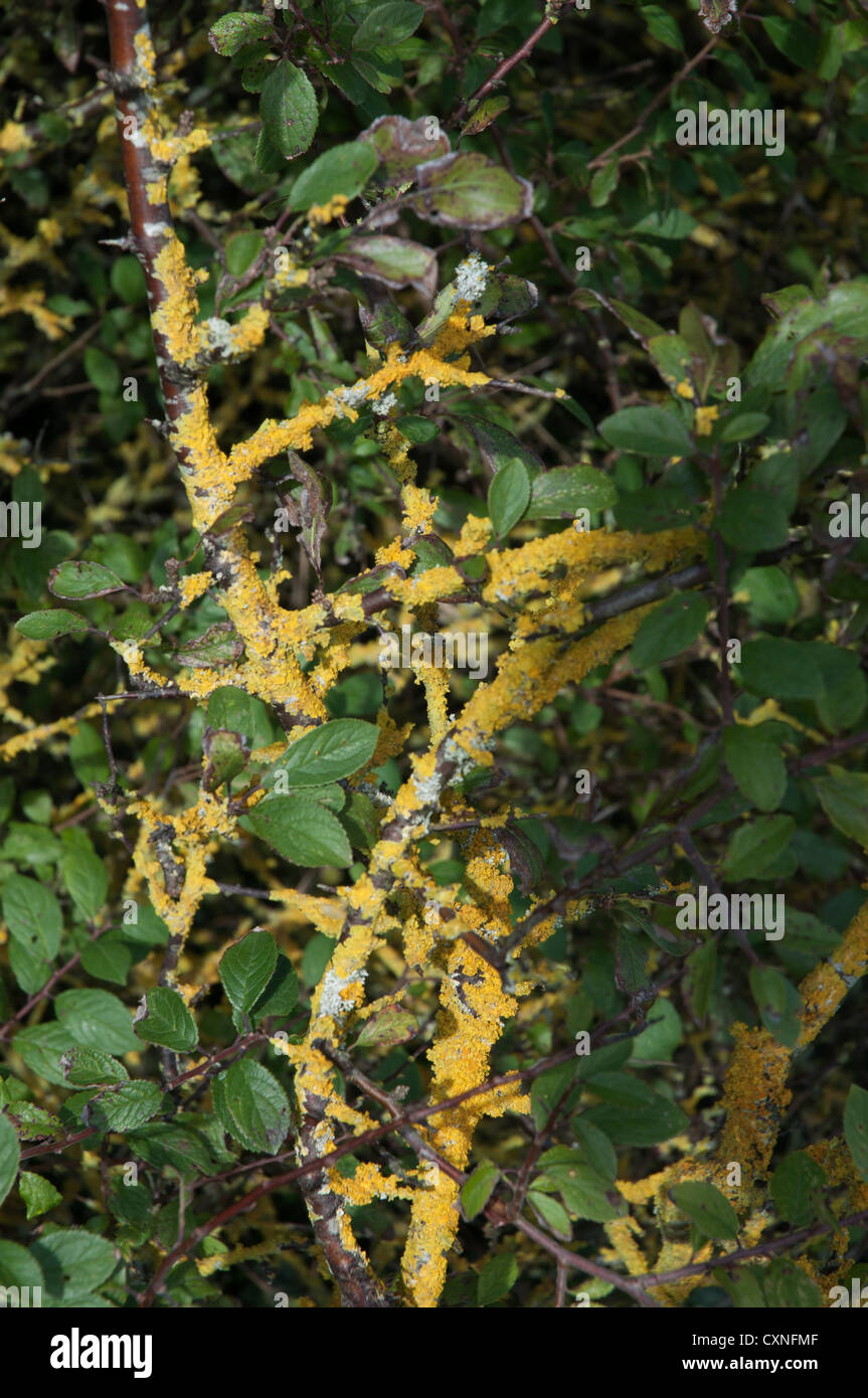 Prunelle branches bush avec l'infestation moss jaune Banque D'Images