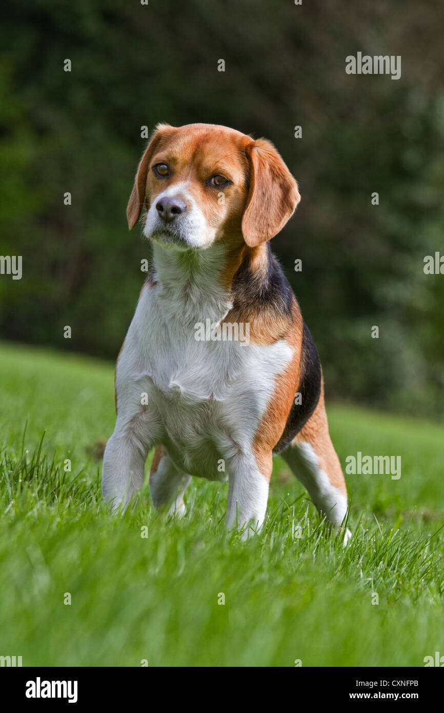 Chien Beagle tricolore dans jardin Banque D'Images